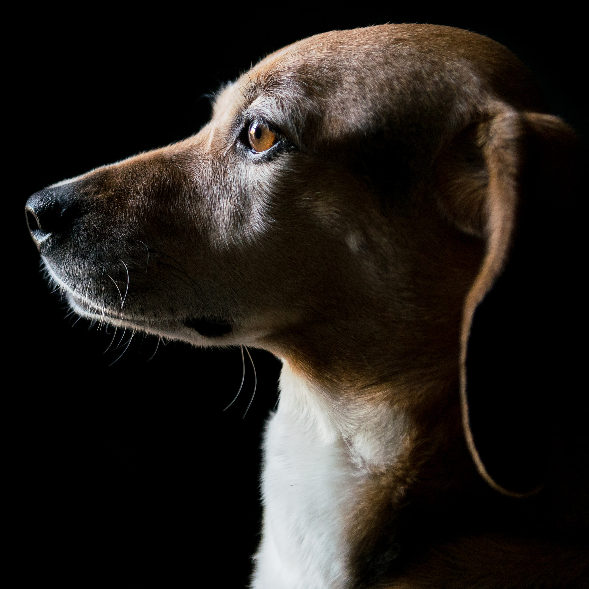 Sony a99 II sample photo. Beagle specimen photography