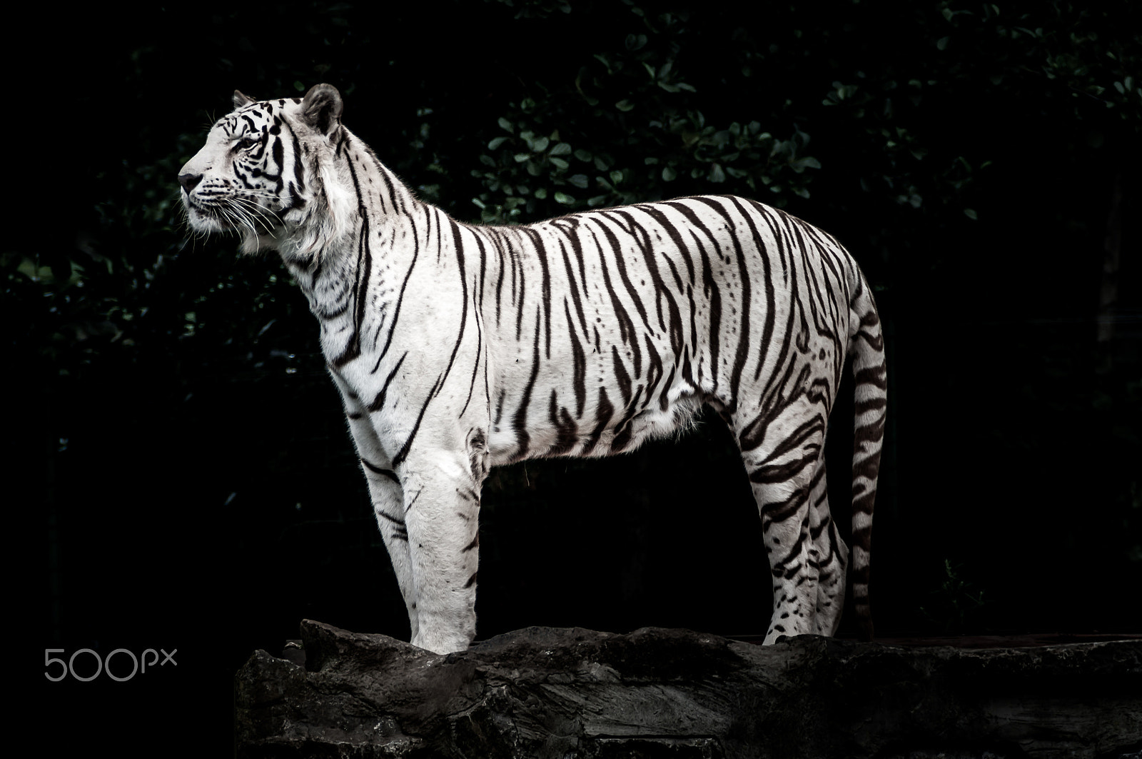 Nikon D90 sample photo. White tiger photography