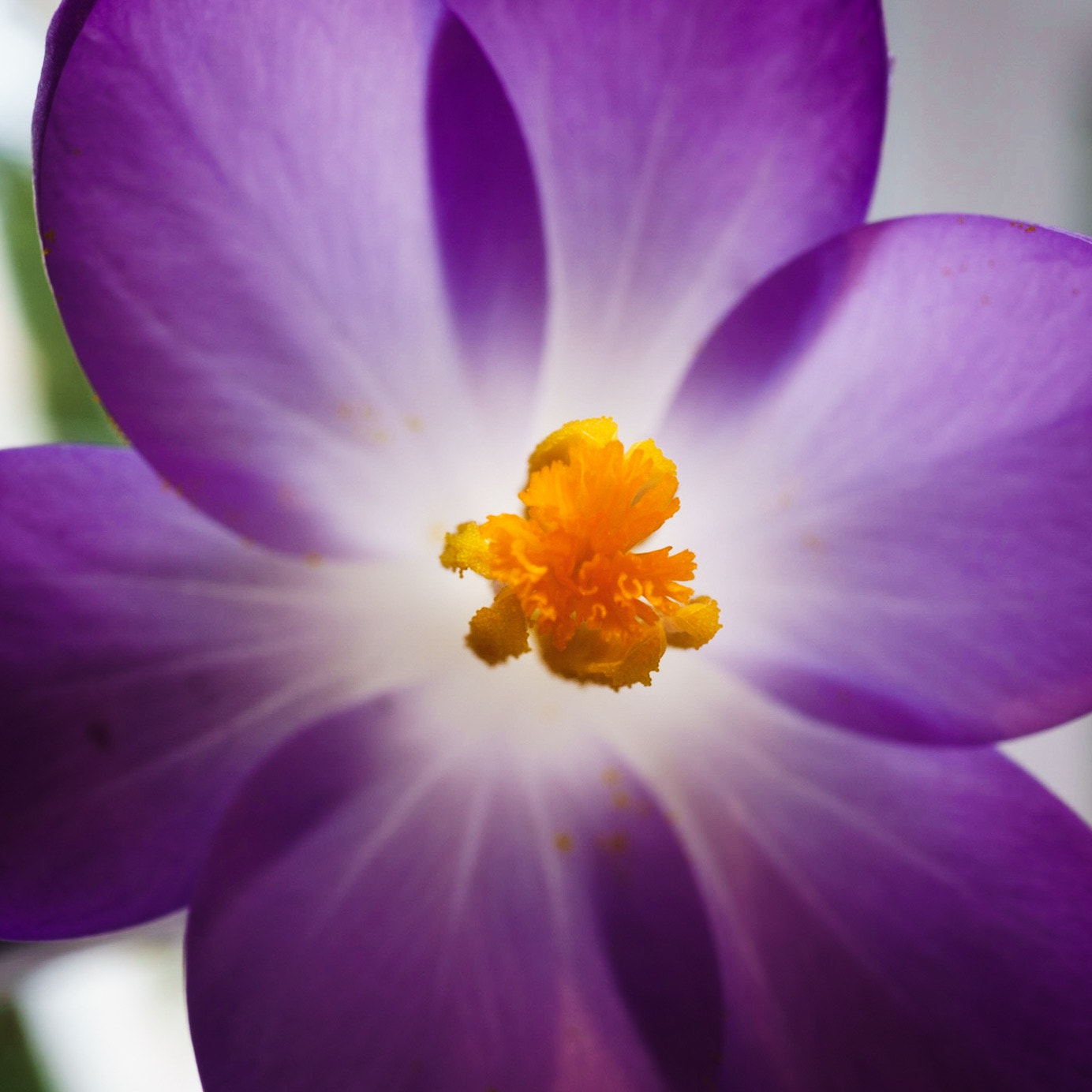 Sony a6000 sample photo. First crocus photography