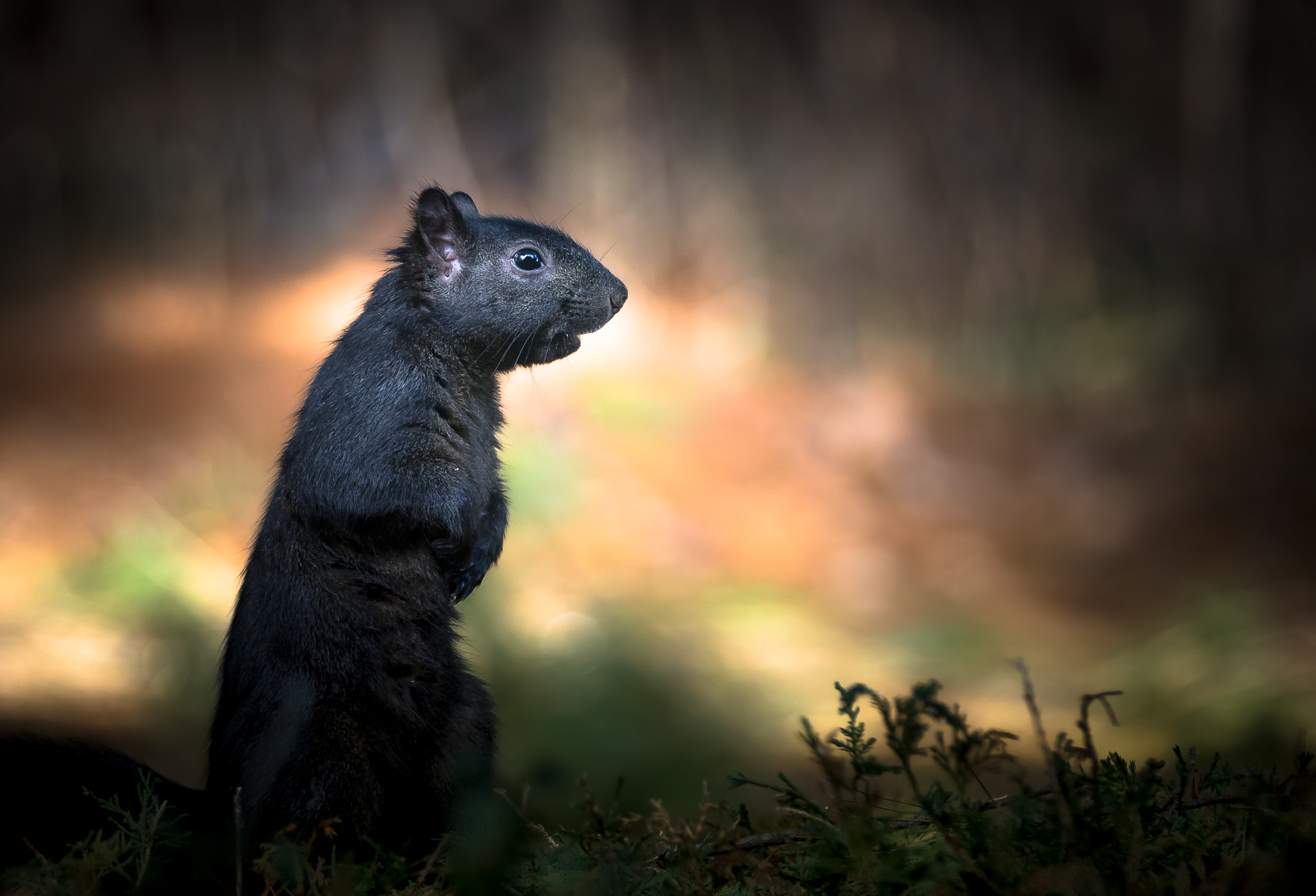 Sony 70-400mm F4-5.6 G SSM II sample photo. Black squirrel photography