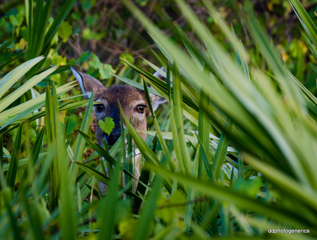 Olympus Zuiko Digital ED 70-300mm F4.0-5.6 sample photo. The observer... photography