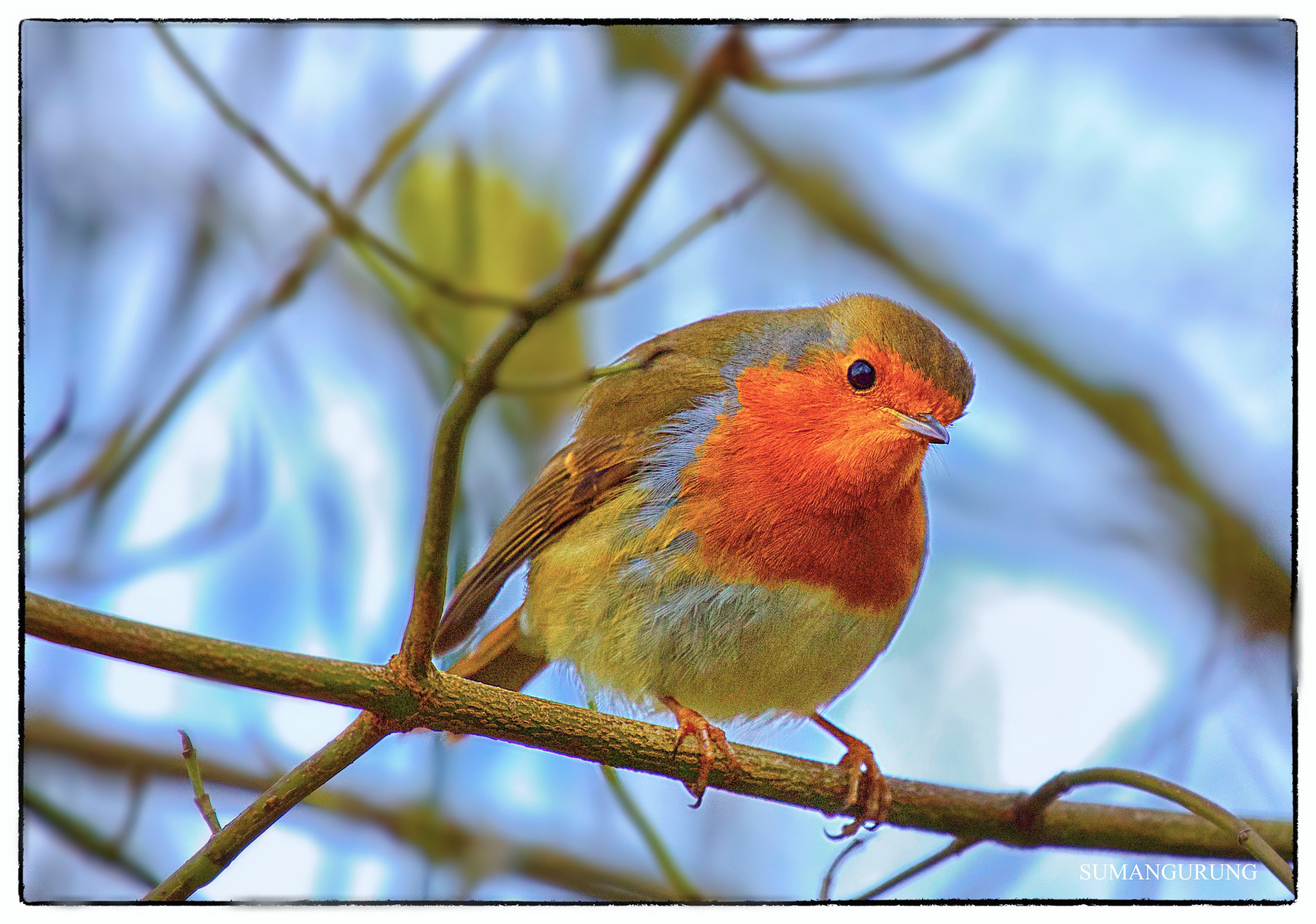 Canon EF 70-300mm F4-5.6L IS USM sample photo. Robin photography
