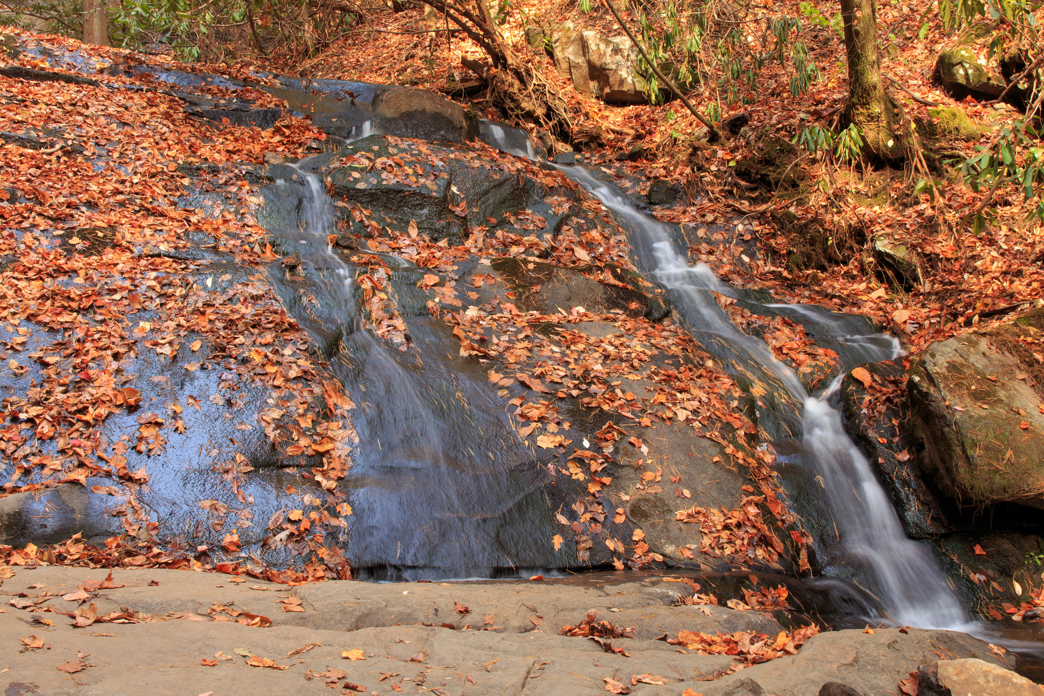 Canon EOS 650D (EOS Rebel T4i / EOS Kiss X6i) sample photo. Fall branch falls photography