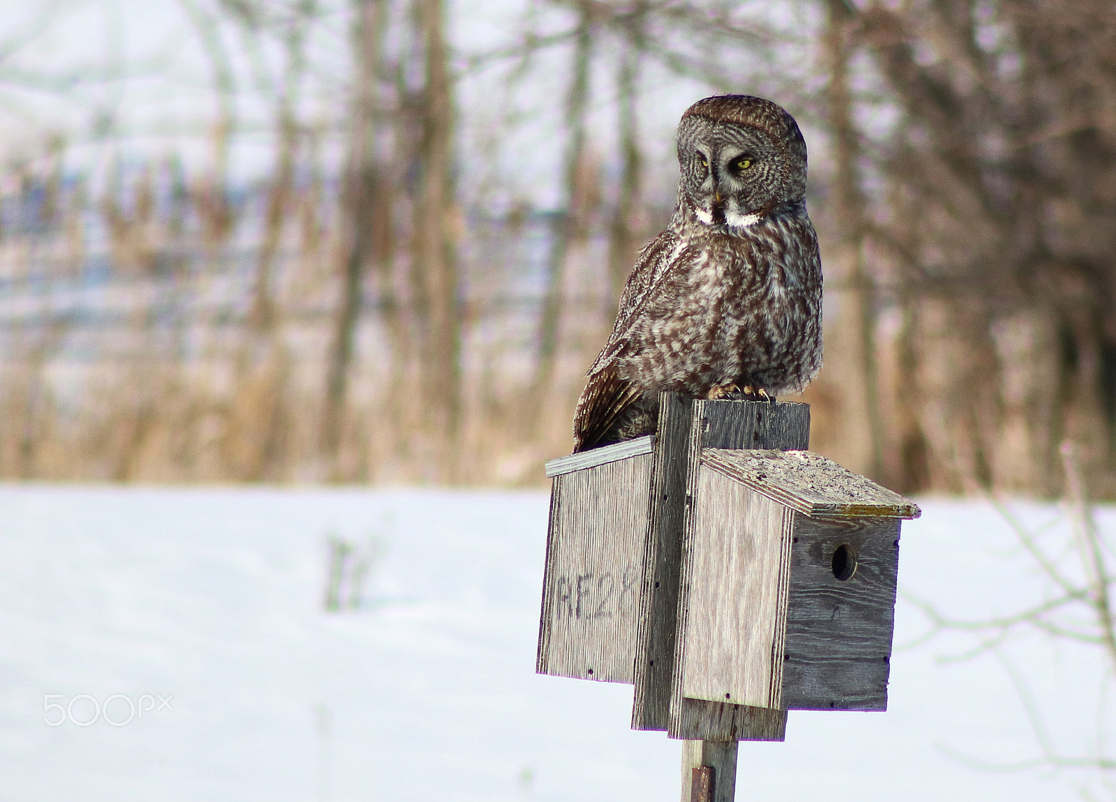 Canon EOS 760D (EOS Rebel T6s / EOS 8000D) sample photo. Great gray owl photography