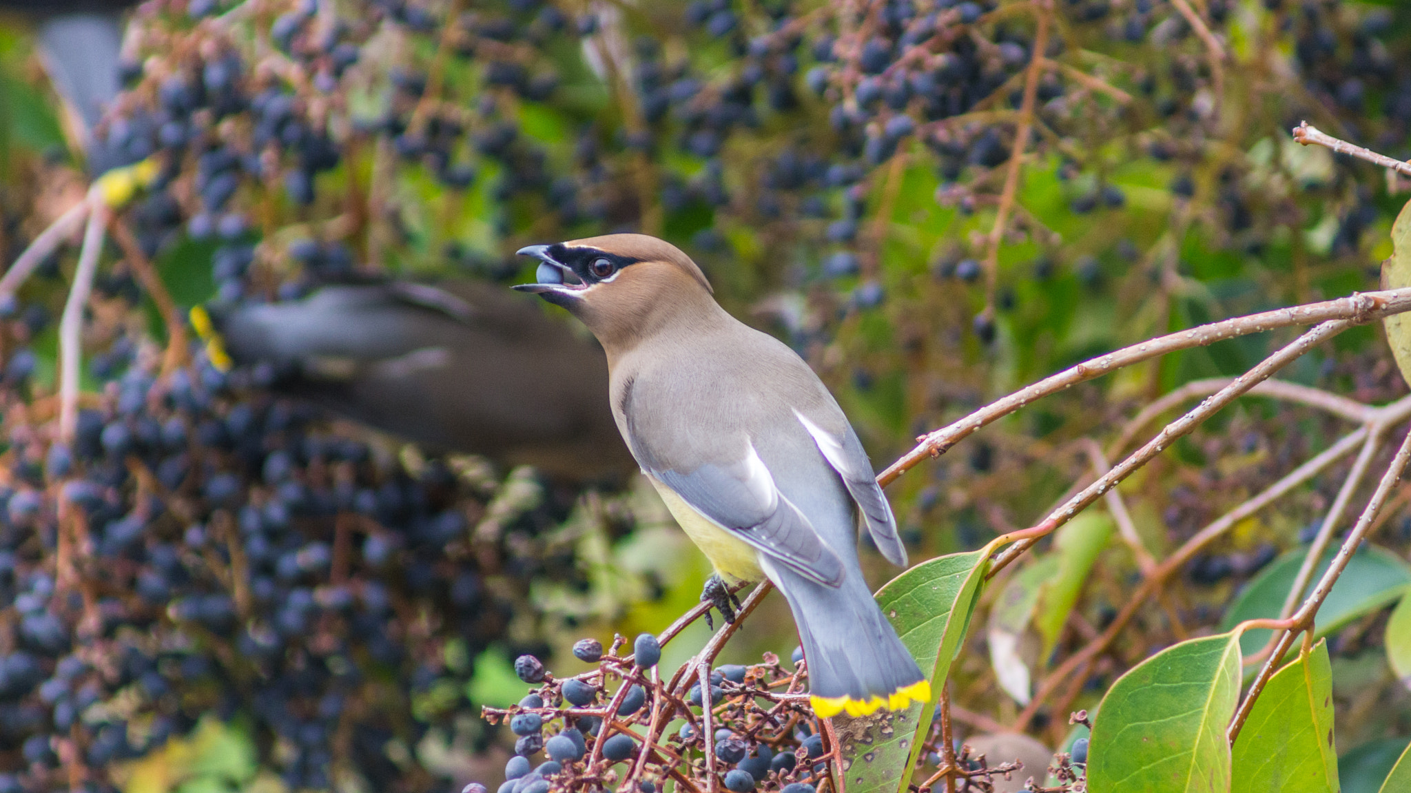 Sony SLT-A55 (SLT-A55V) + Sony 75-300mm F4.5-5.6 sample photo. Got ya stealing my berries photography