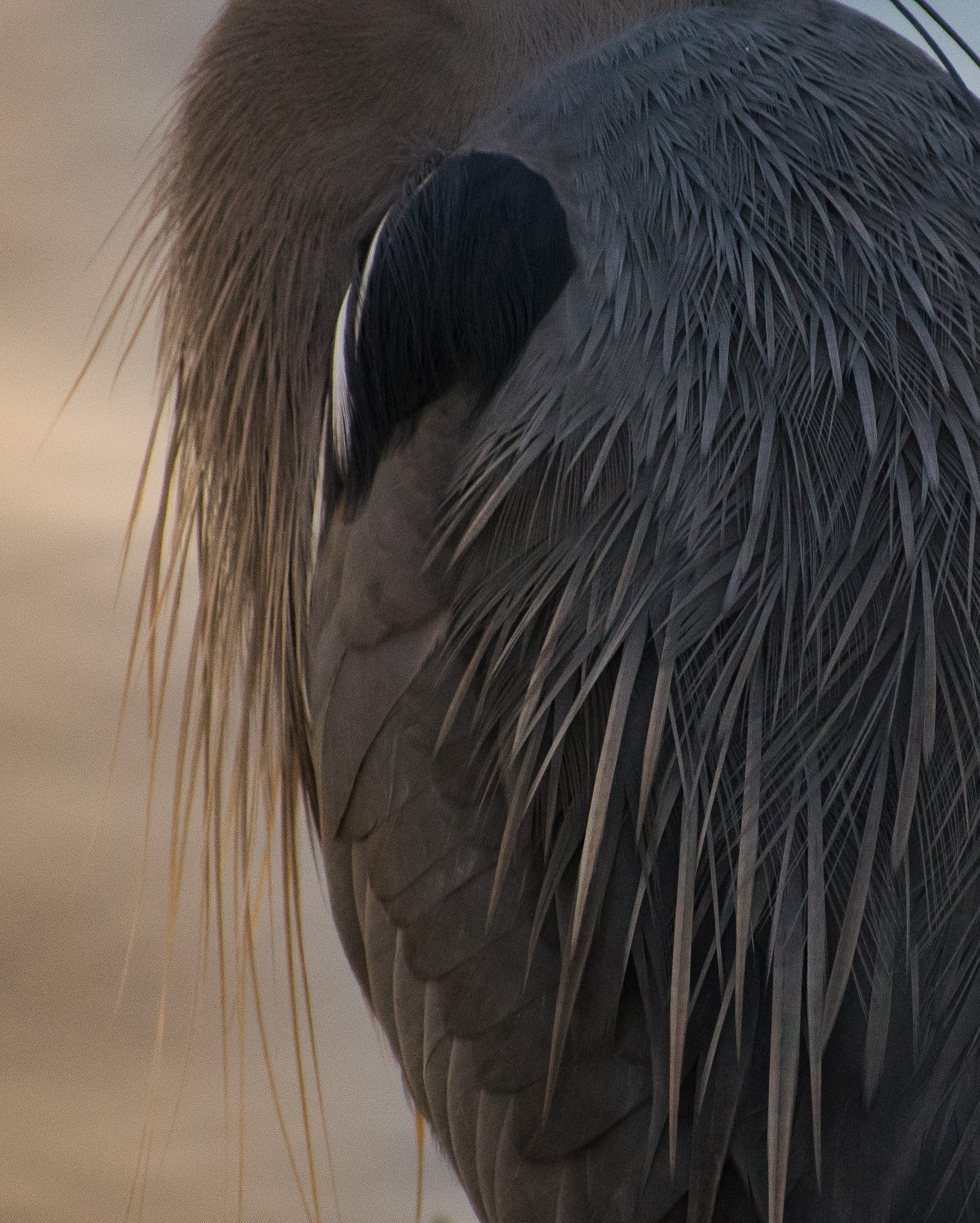Nikon AF-S Nikkor 70-200mm F2.8G ED VR II sample photo. Great blue heron texture photography