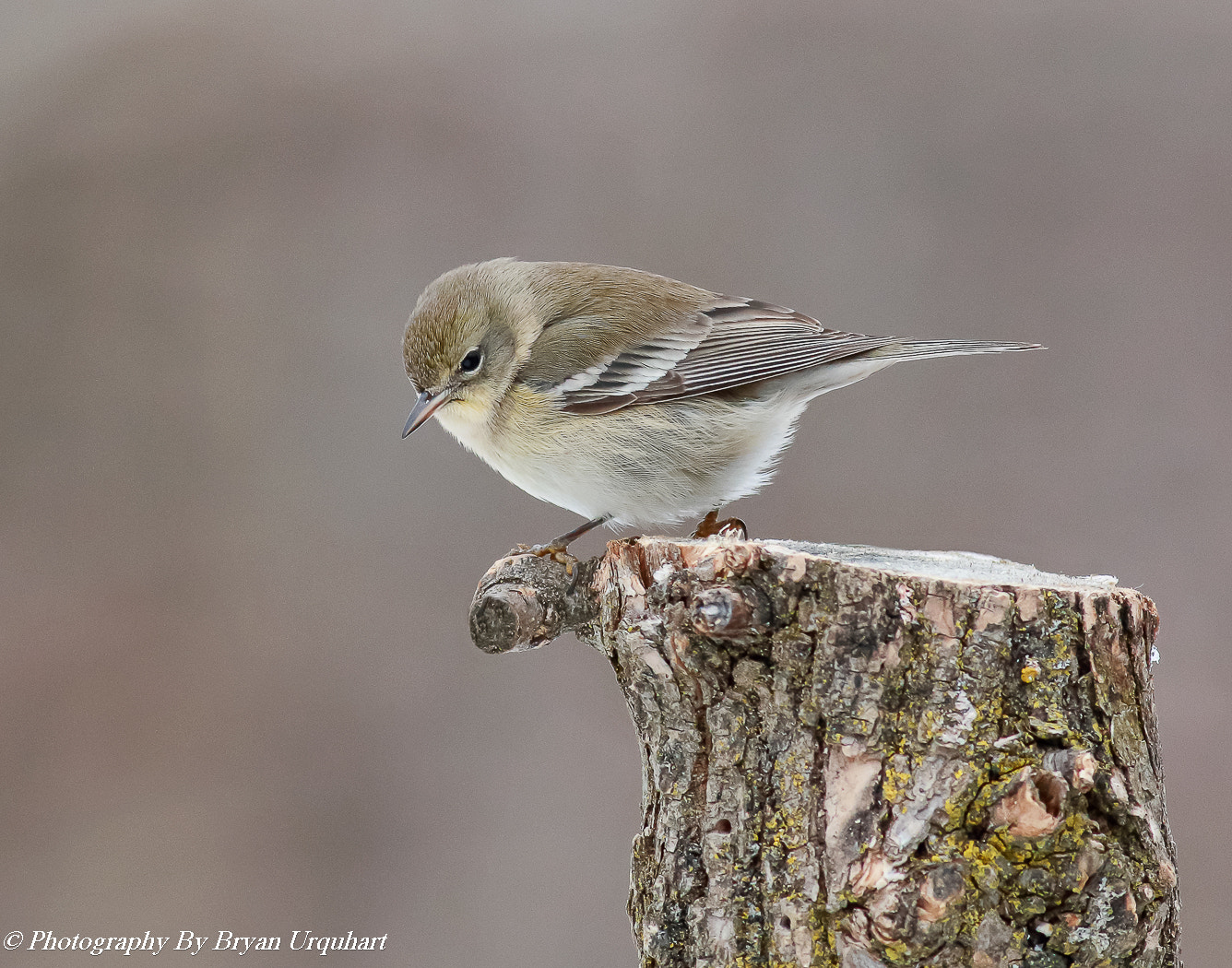 Canon EOS 70D sample photo. Female pine warbler photography