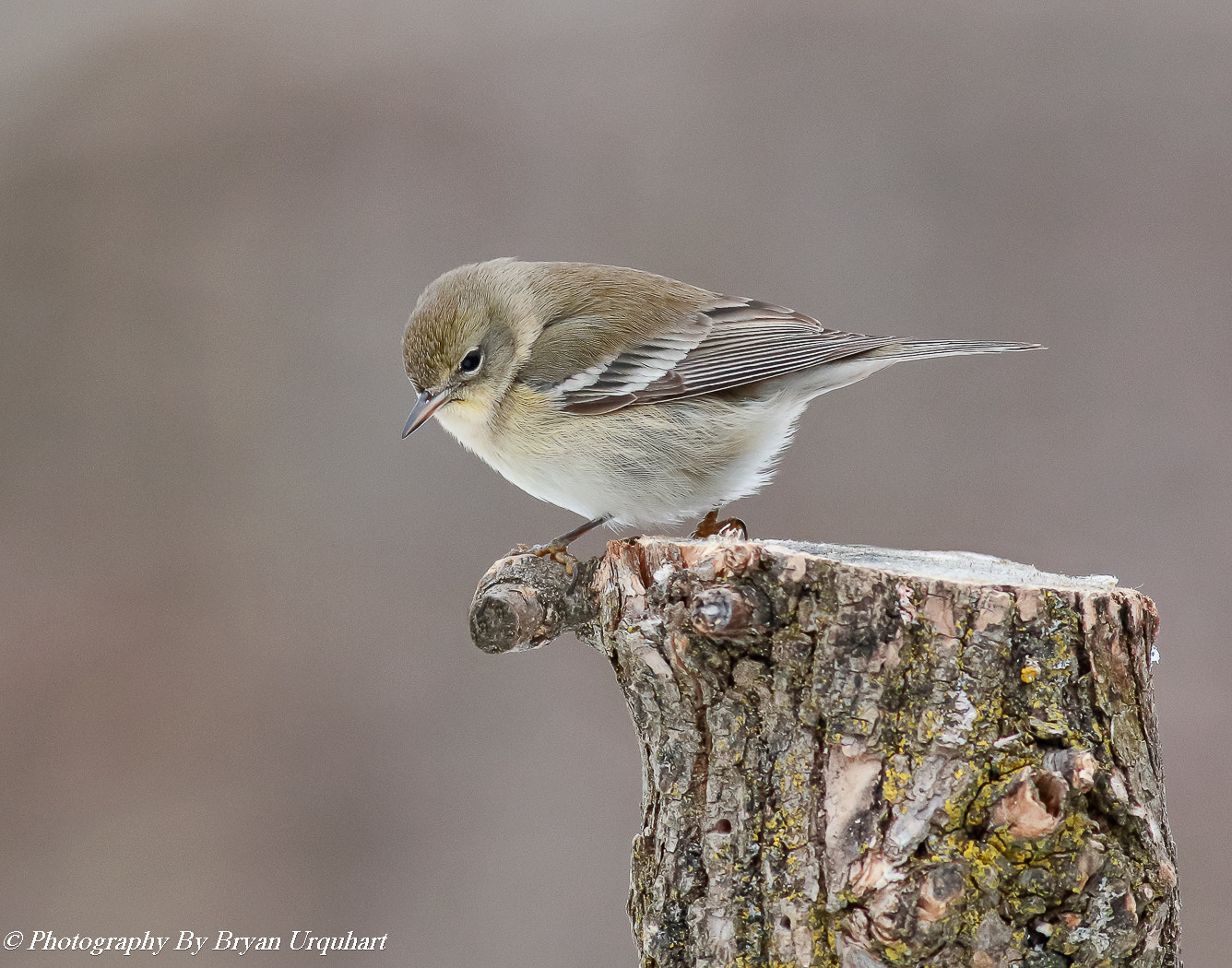 Canon EOS 70D + Canon EF 400mm F5.6L USM sample photo. Female pine warbler photography