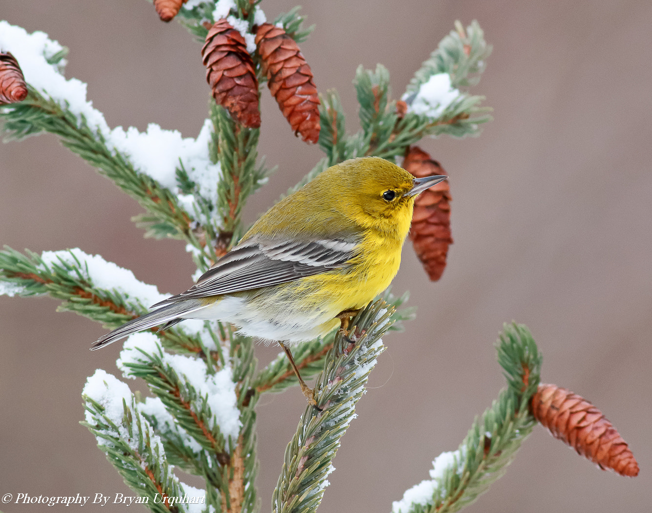 Canon EOS 70D sample photo. Male pine warbler photography