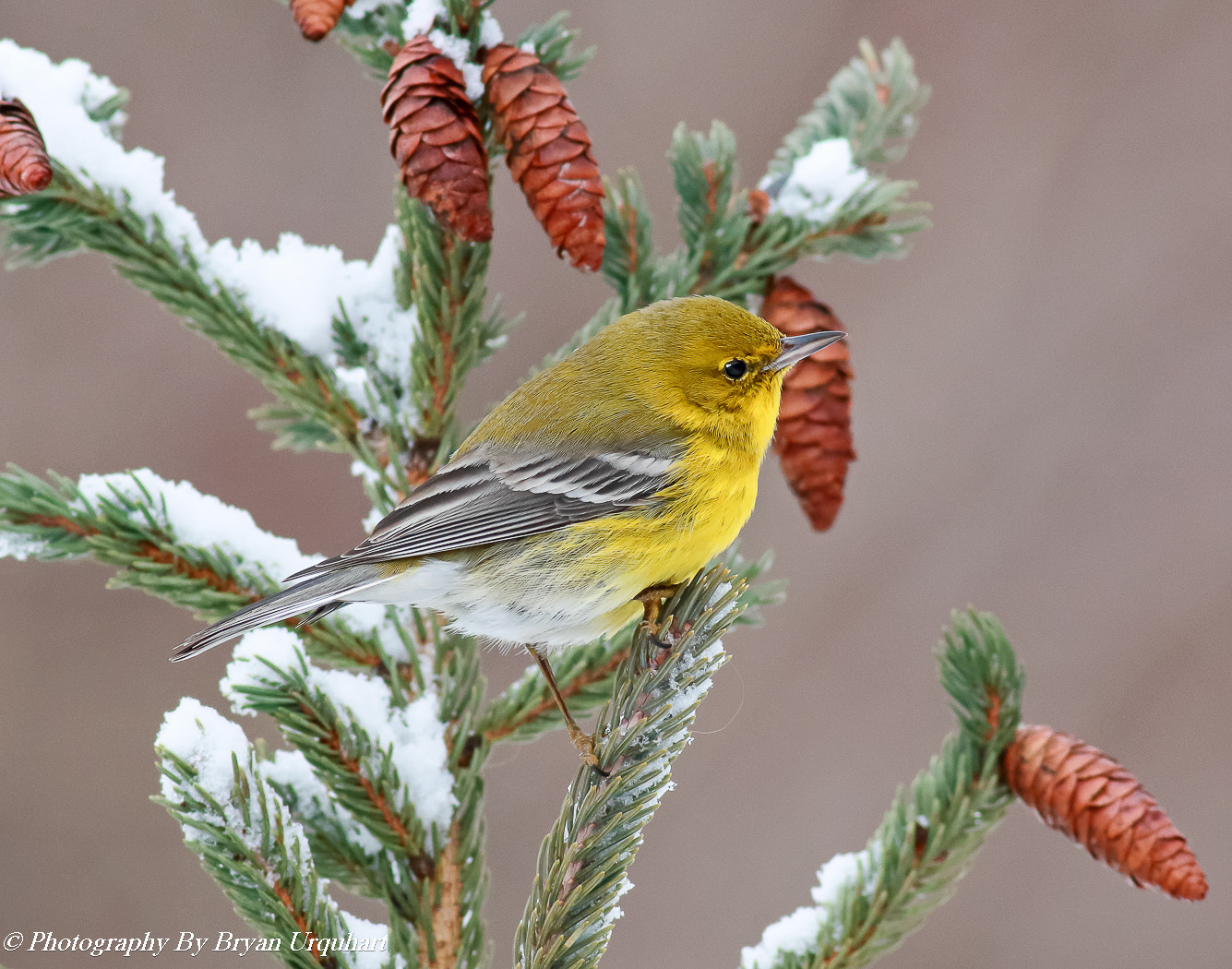 Canon EOS 70D + Canon EF 400mm F5.6L USM sample photo. Male pine warbler photography