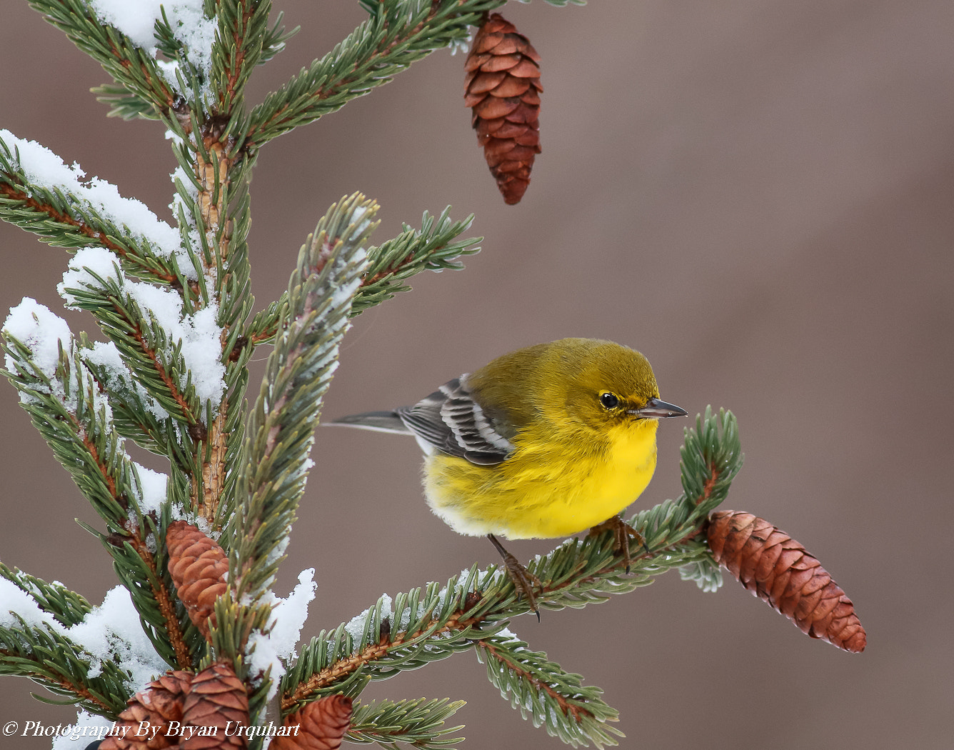 Canon EOS 70D + Canon EF 400mm F5.6L USM sample photo. Male pine warbler photography