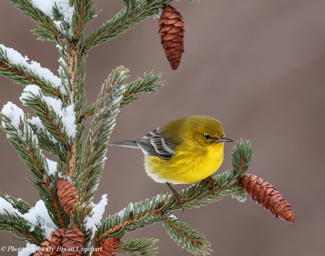 Canon EOS 70D sample photo. Male pine warbler photography