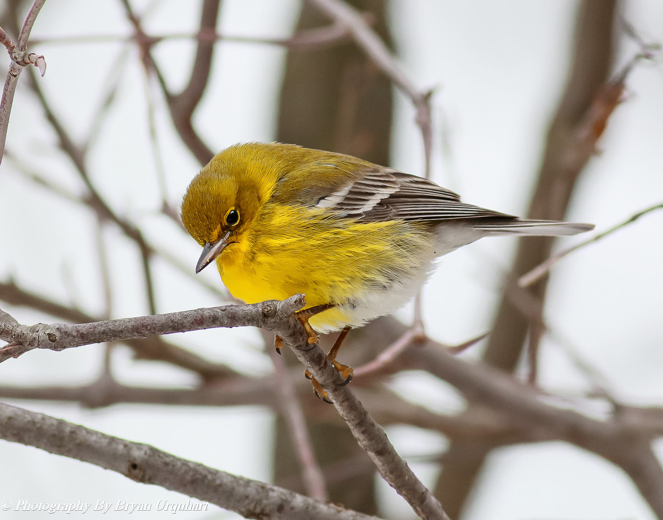 Canon EOS 70D + Canon EF 400mm F5.6L USM sample photo. Male pine warbler photography