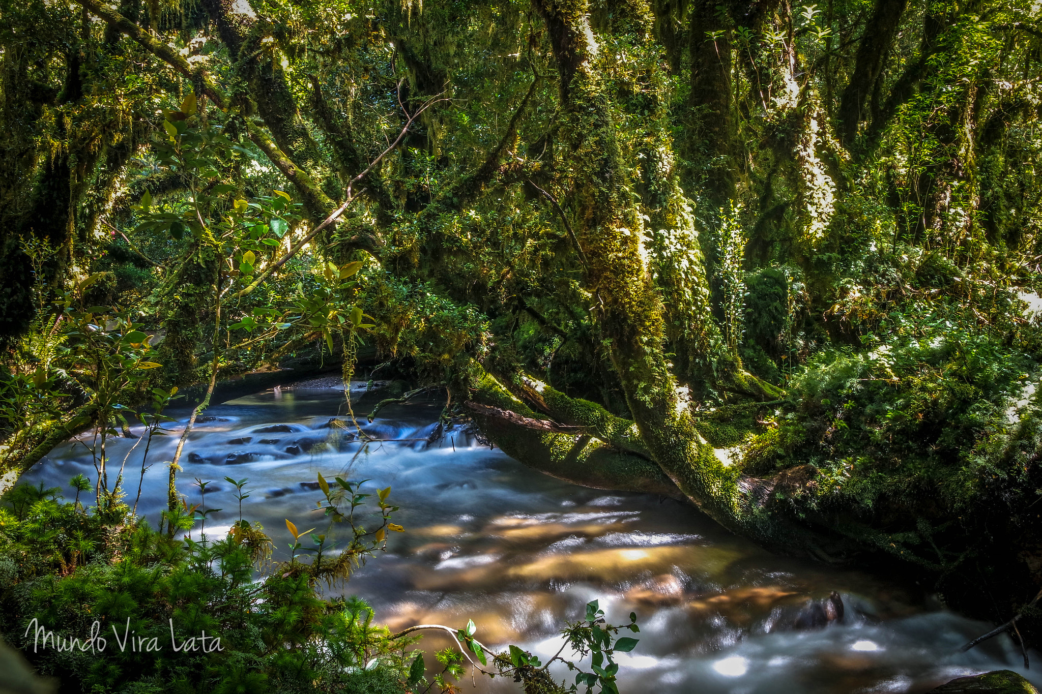 NX 20-50mm F3.5-5.6 sample photo. Enchanted forest photography