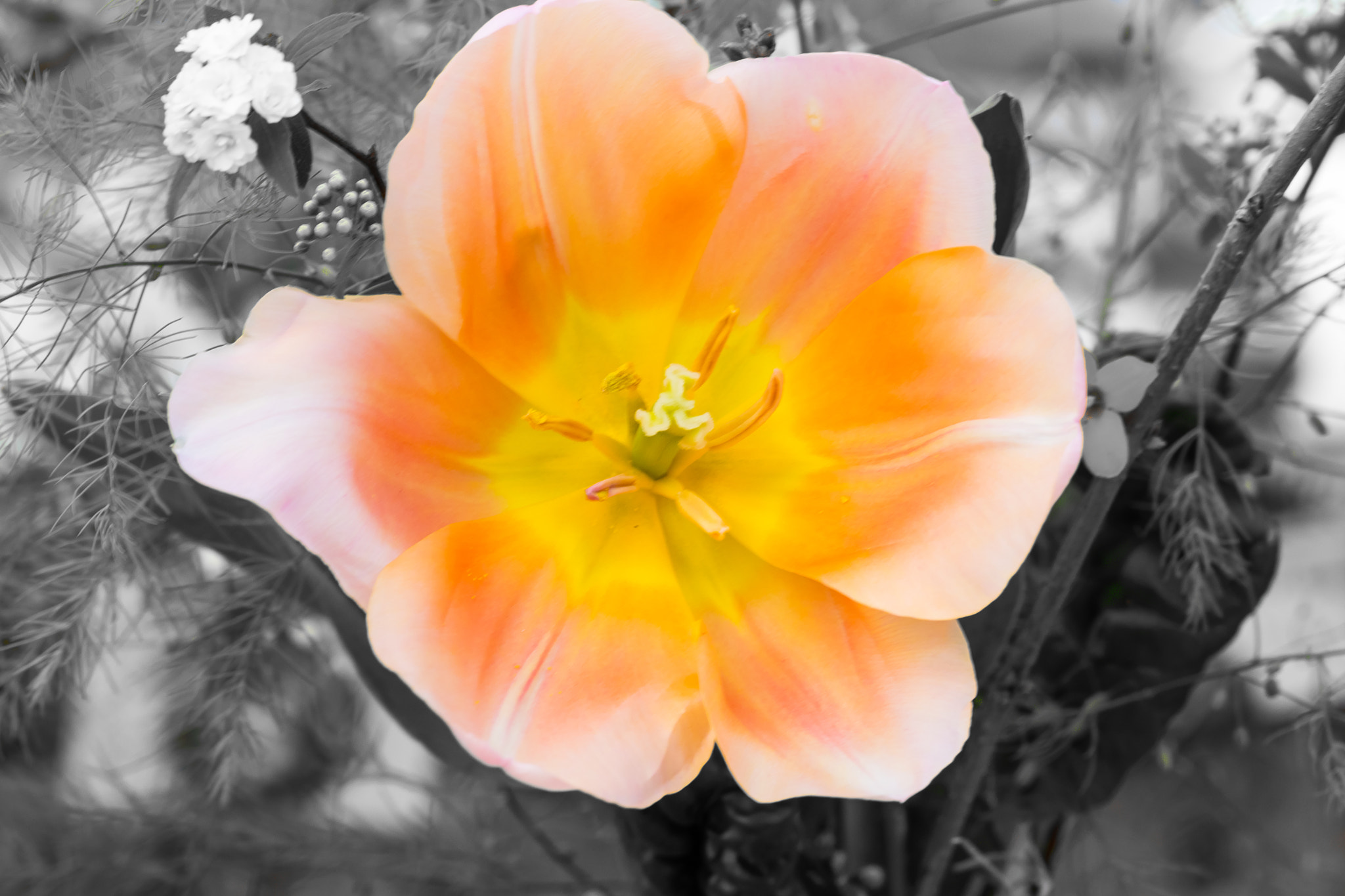Canon EF-S 60mm F2.8 Macro USM sample photo. Orange surprise photography