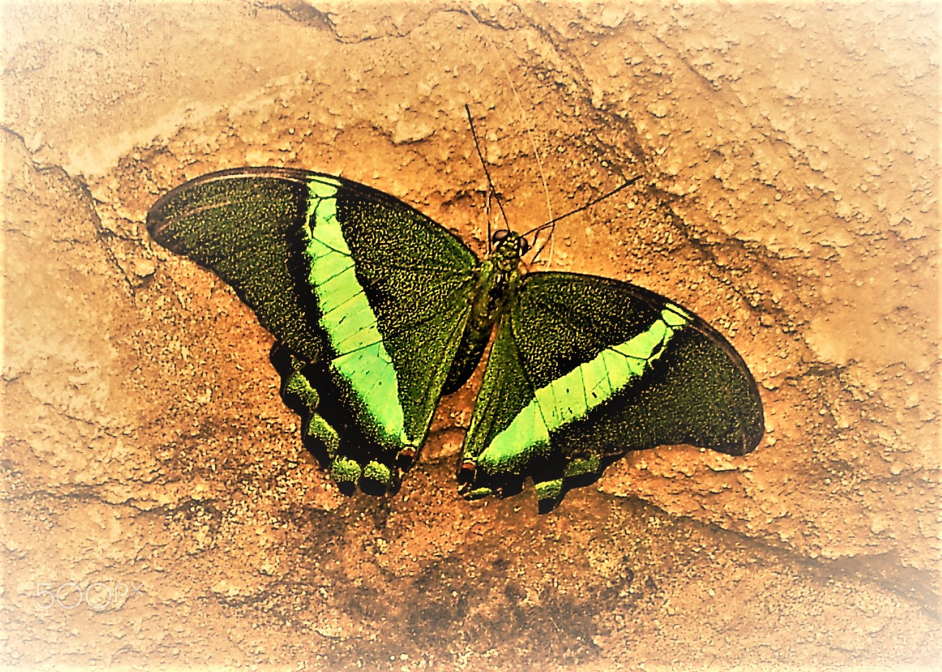 Samsung Galaxy S2 Epic sample photo. -----happiness is a butterfly----- photography