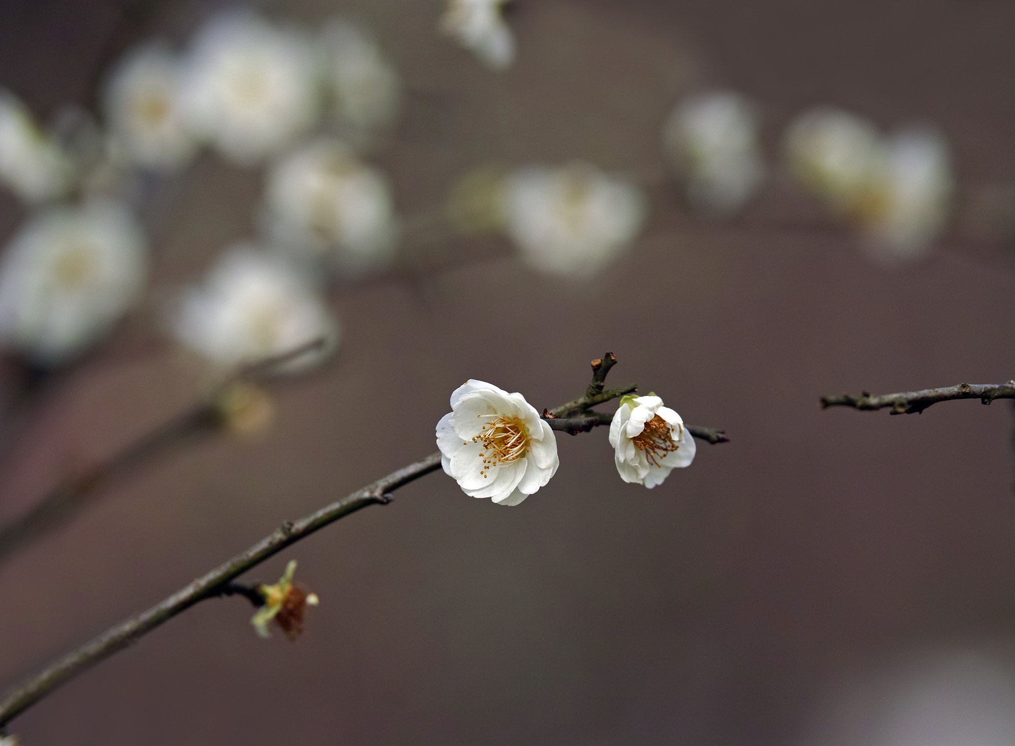 Sigma sd Quattro sample photo