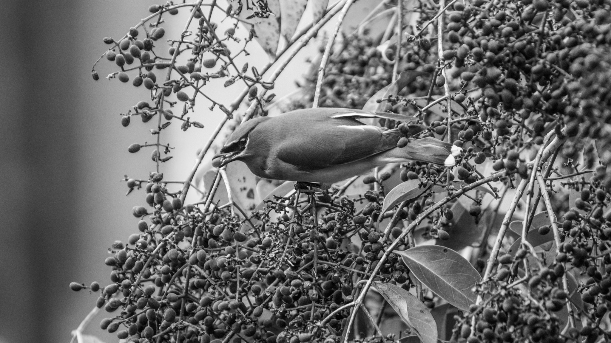 Sony 75-300mm F4.5-5.6 sample photo. Surprising photography