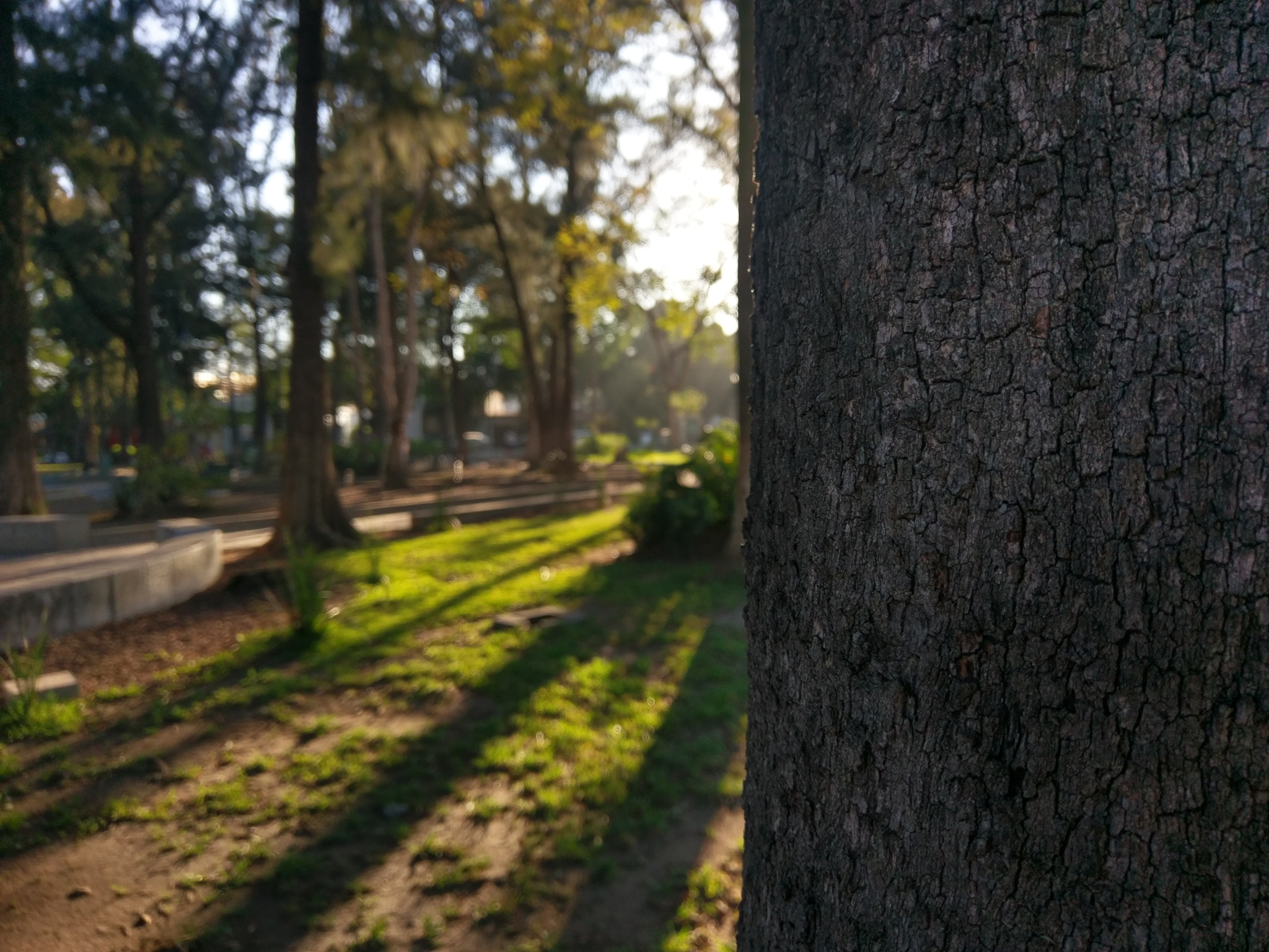 HTC M10 sample photo. Just a tree photography