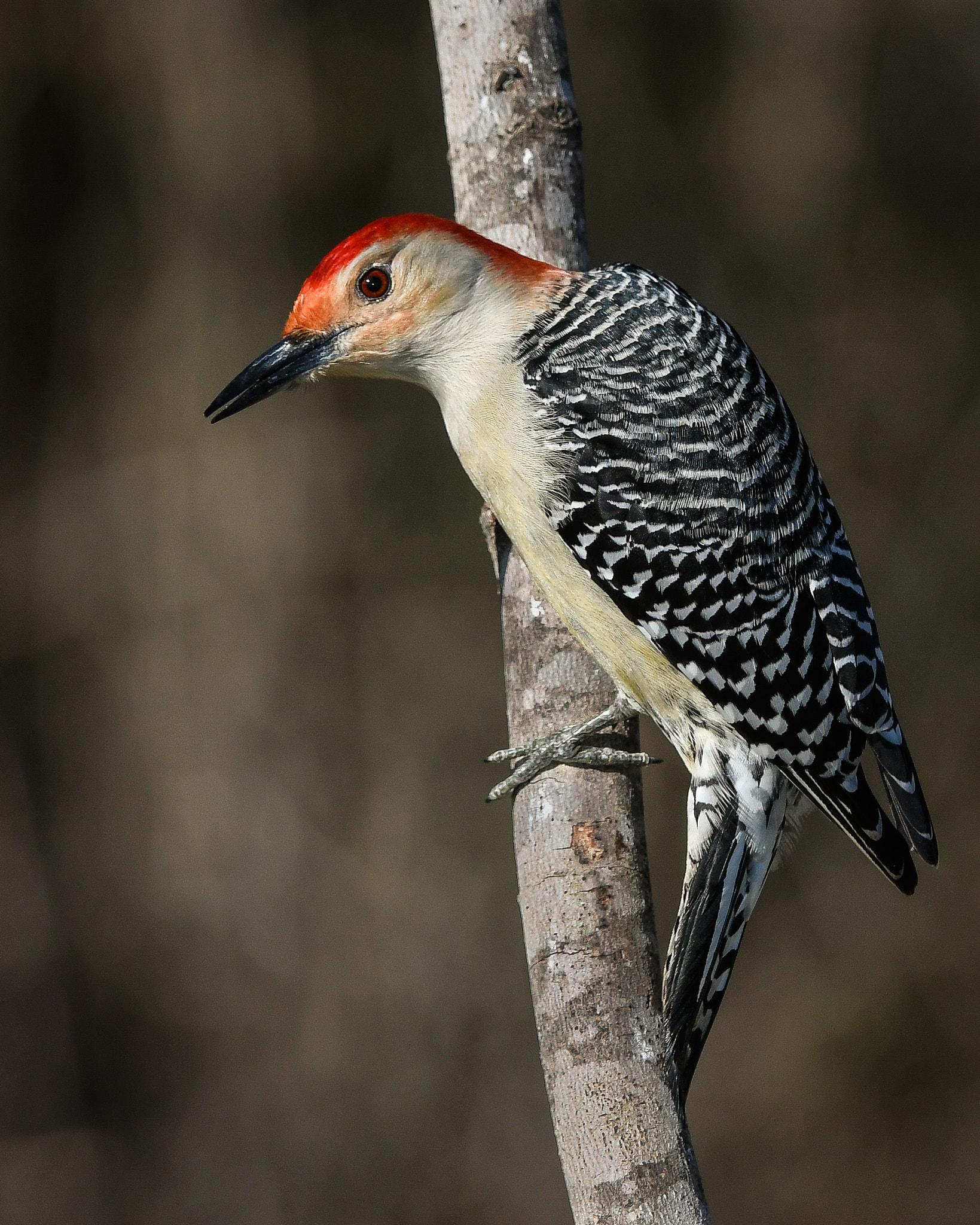 Nikon AF-S Nikkor 200-400mm F4G ED-IF VR sample photo. Red bellied woodpecker photography