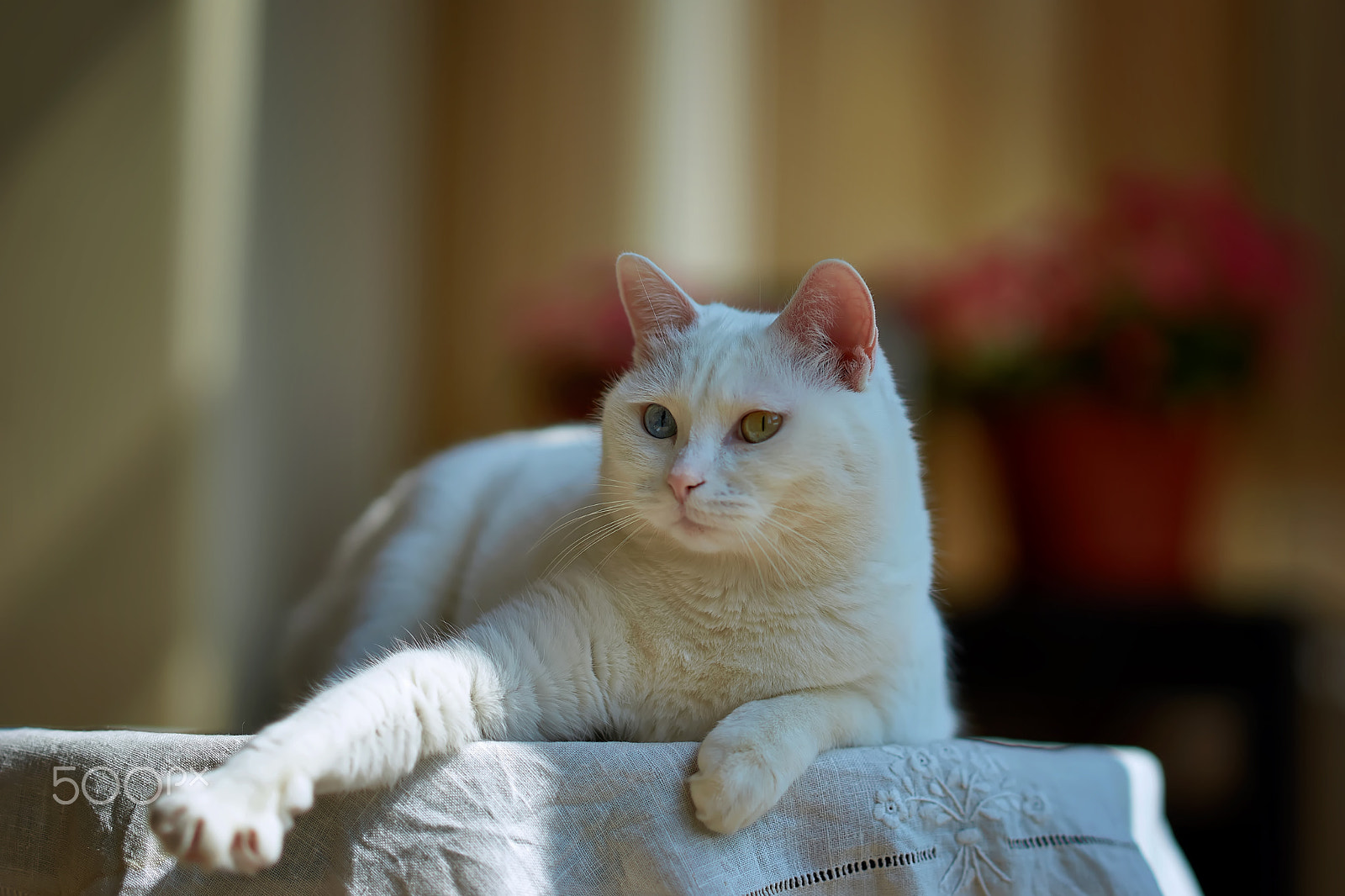 Zeiss Sonnar T* 135 mm F1.8 ZA (SAL135F18Z) sample photo. 鸳鸯眼 photography
