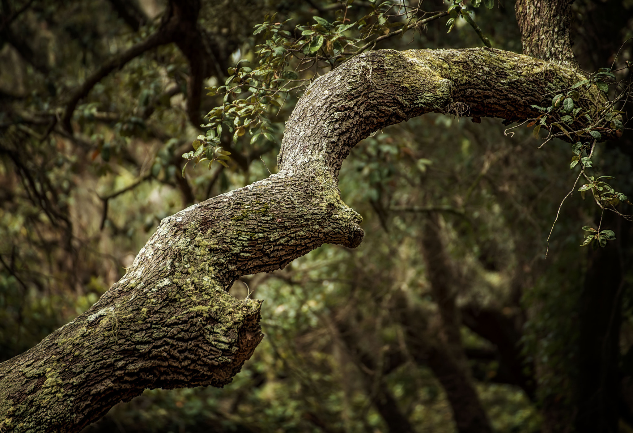 Nikon D800 sample photo. Live oak photography