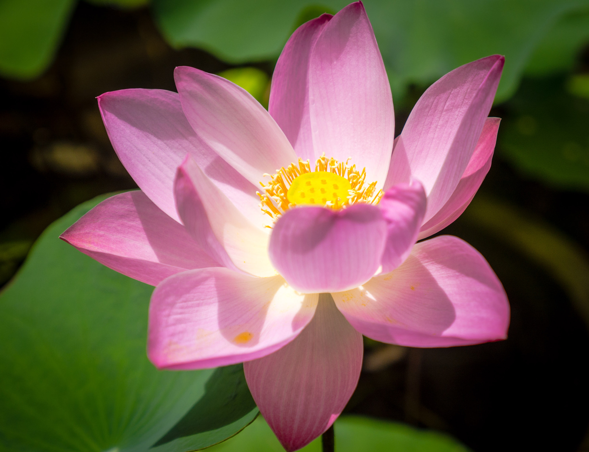 Panasonic Lumix G X Vario 12-35mm F2.8 ASPH Power OIS sample photo. Bali photography