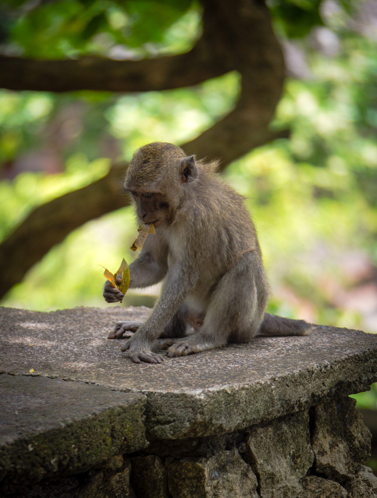 Panasonic Lumix G X Vario 35-100mm F2.8 OIS sample photo. Bali photography