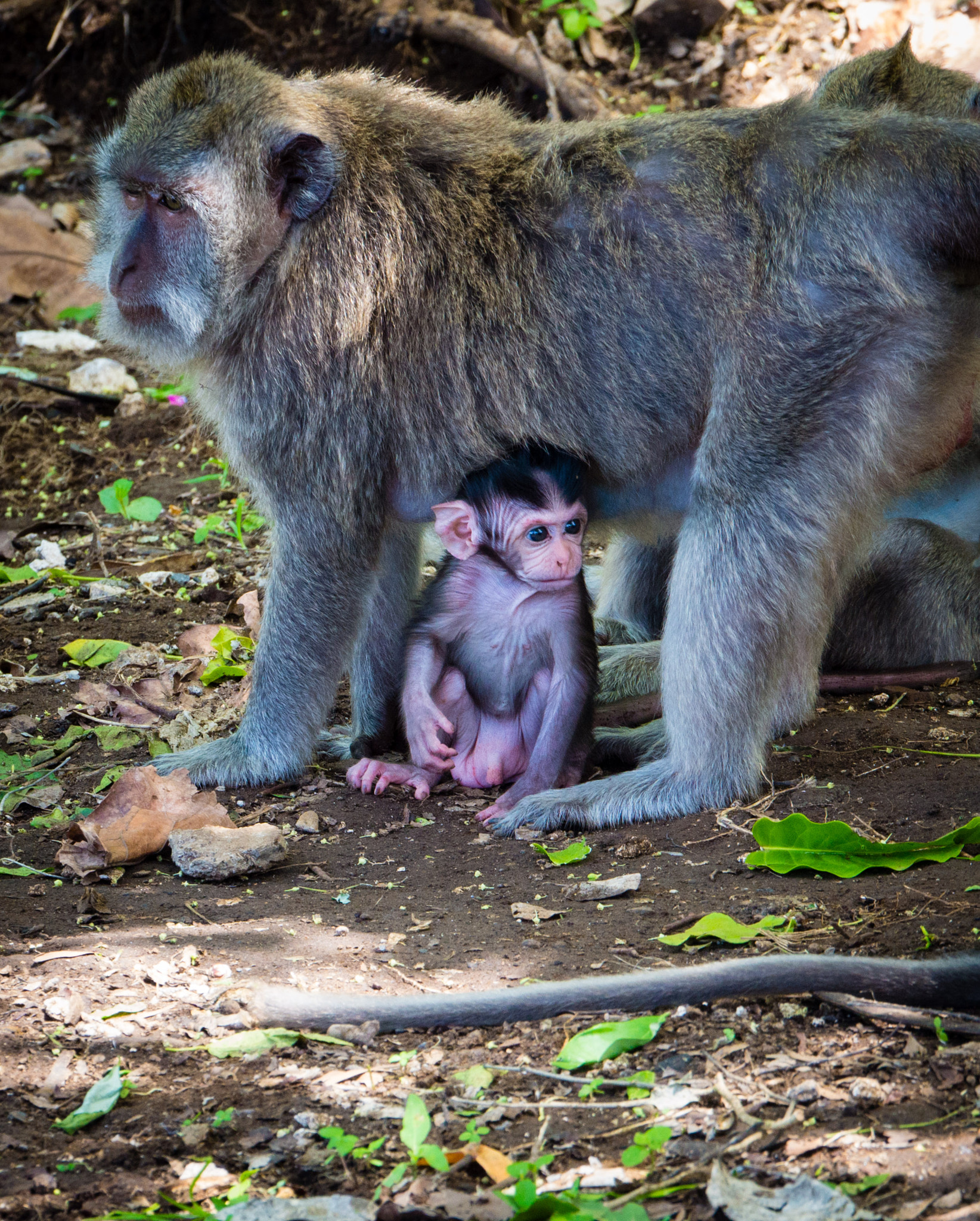 Panasonic Lumix G X Vario 35-100mm F2.8 OIS sample photo. Bali photography