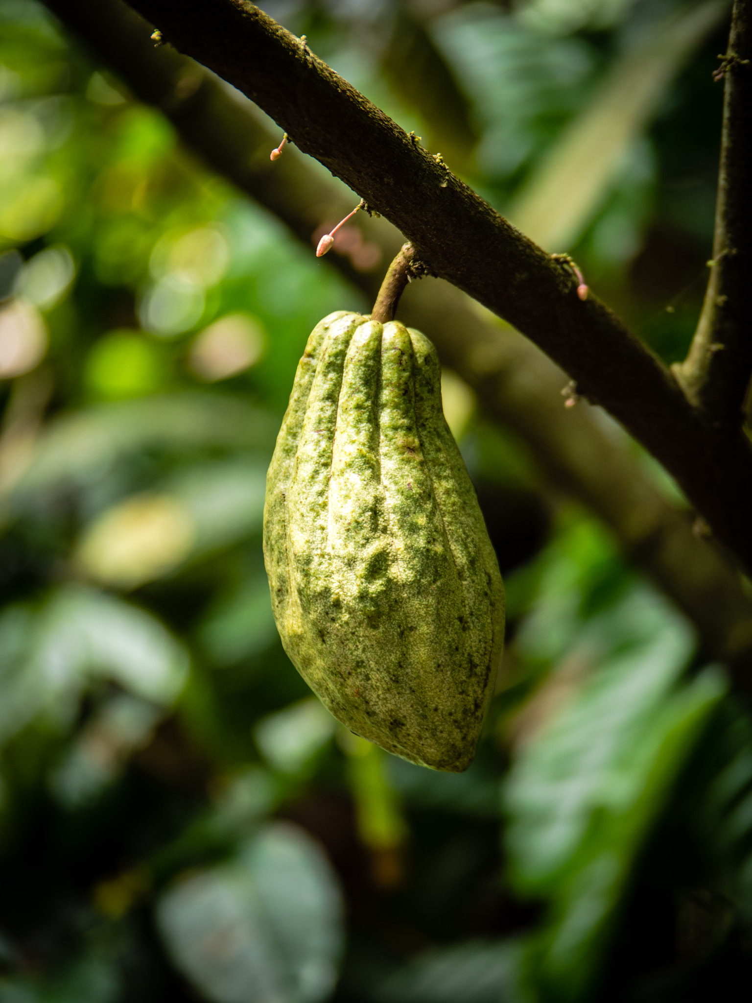Panasonic Lumix G X Vario 35-100mm F2.8 OIS sample photo. Bali photography