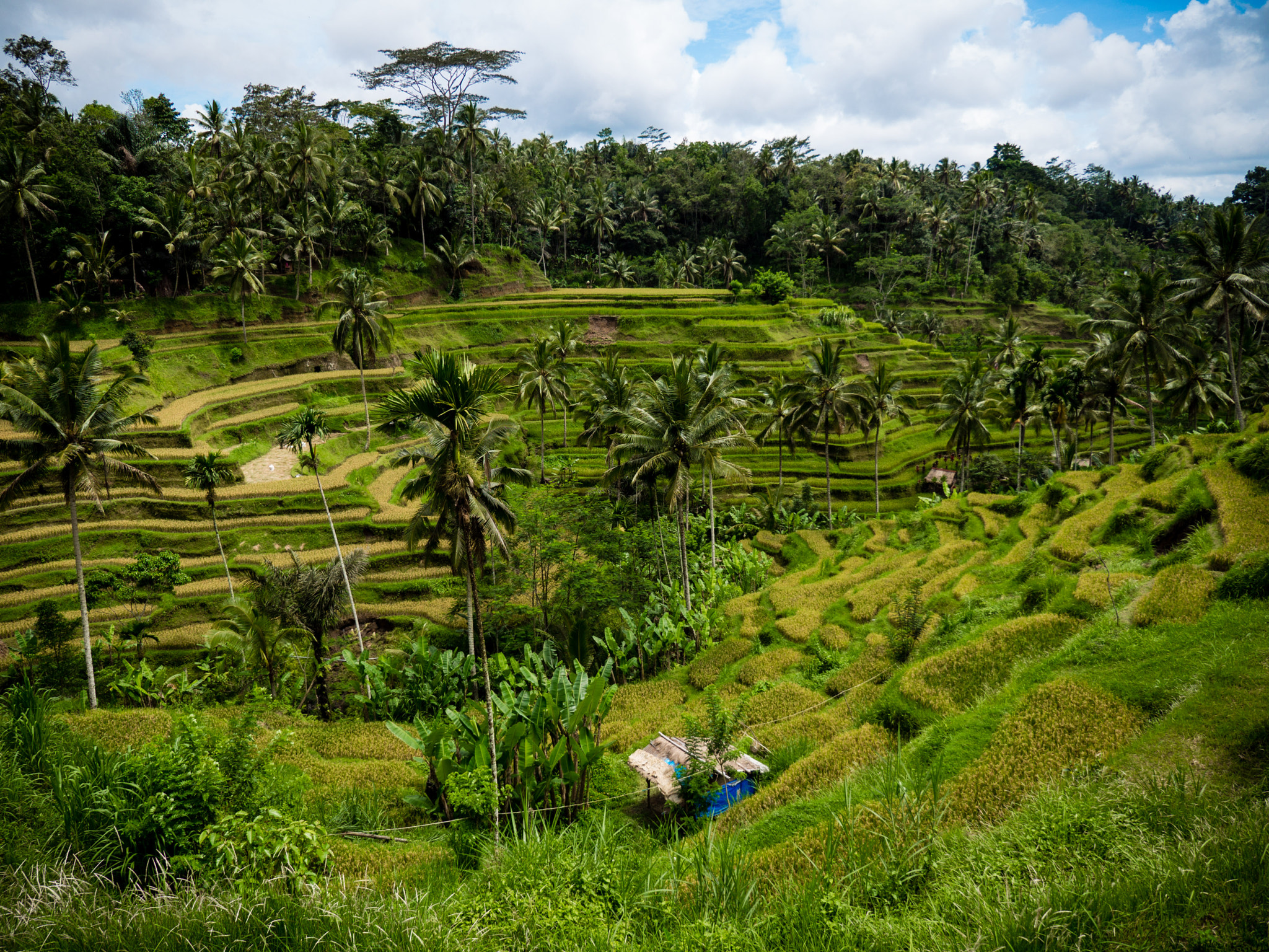 Panasonic Lumix G X Vario 12-35mm F2.8 ASPH Power OIS sample photo. Bali photography