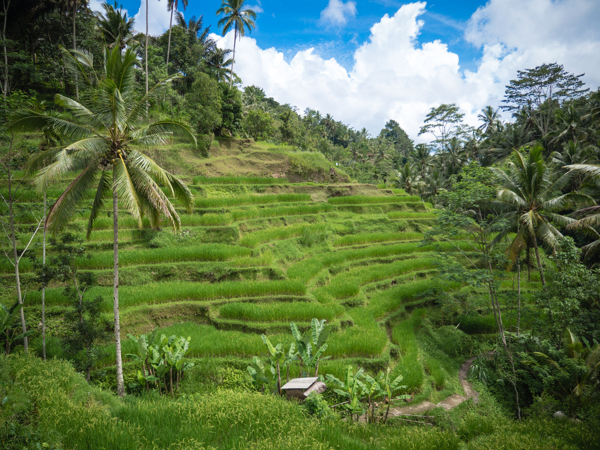 Panasonic Lumix DMC-GH3 sample photo. Bali photography