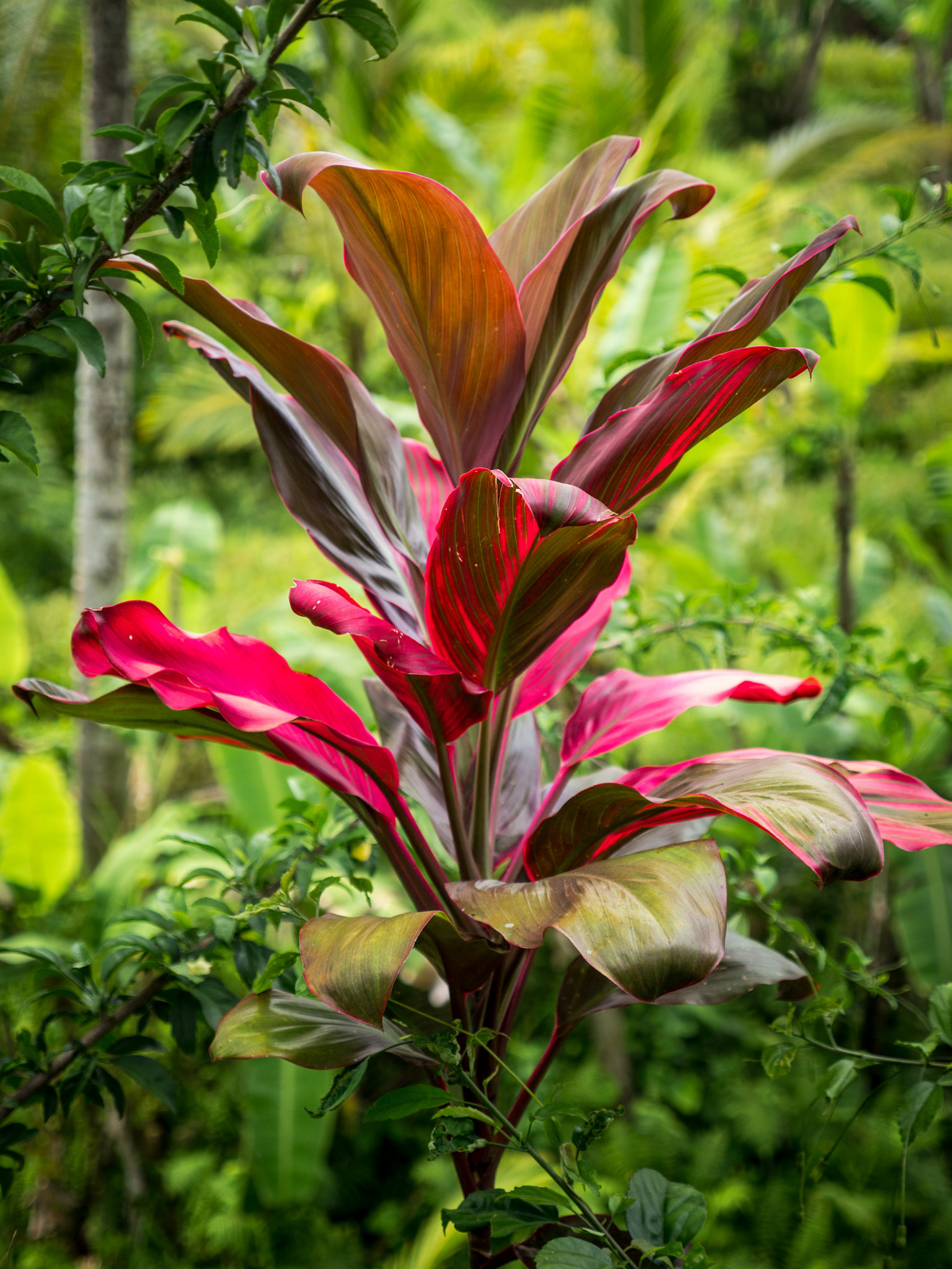 Panasonic Lumix G X Vario 12-35mm F2.8 ASPH Power OIS sample photo. Bali photography