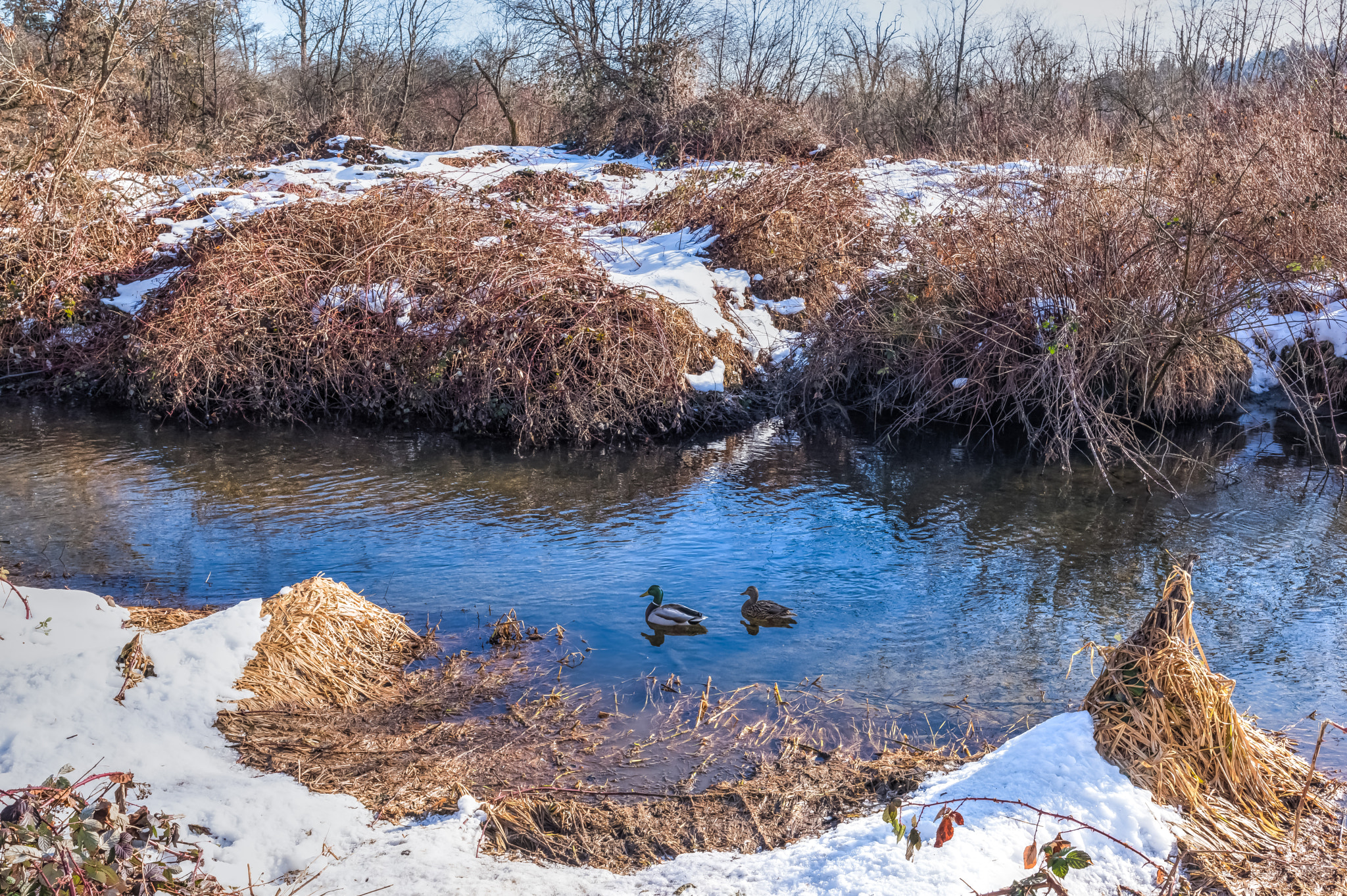 Nikon D810 sample photo. Winter waters lounging ducks photography