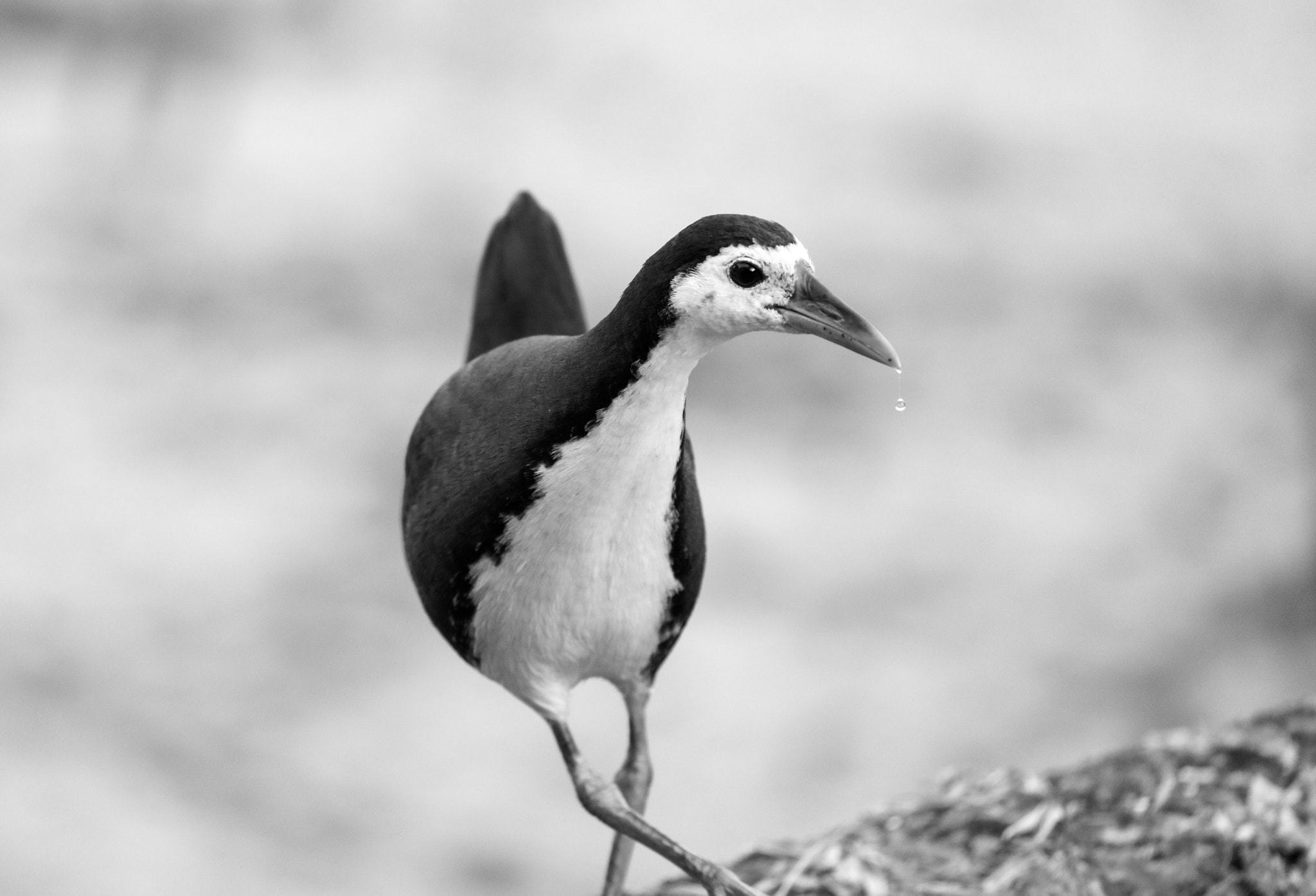 Canon EOS 5DS sample photo. White-breasted waterhen photography