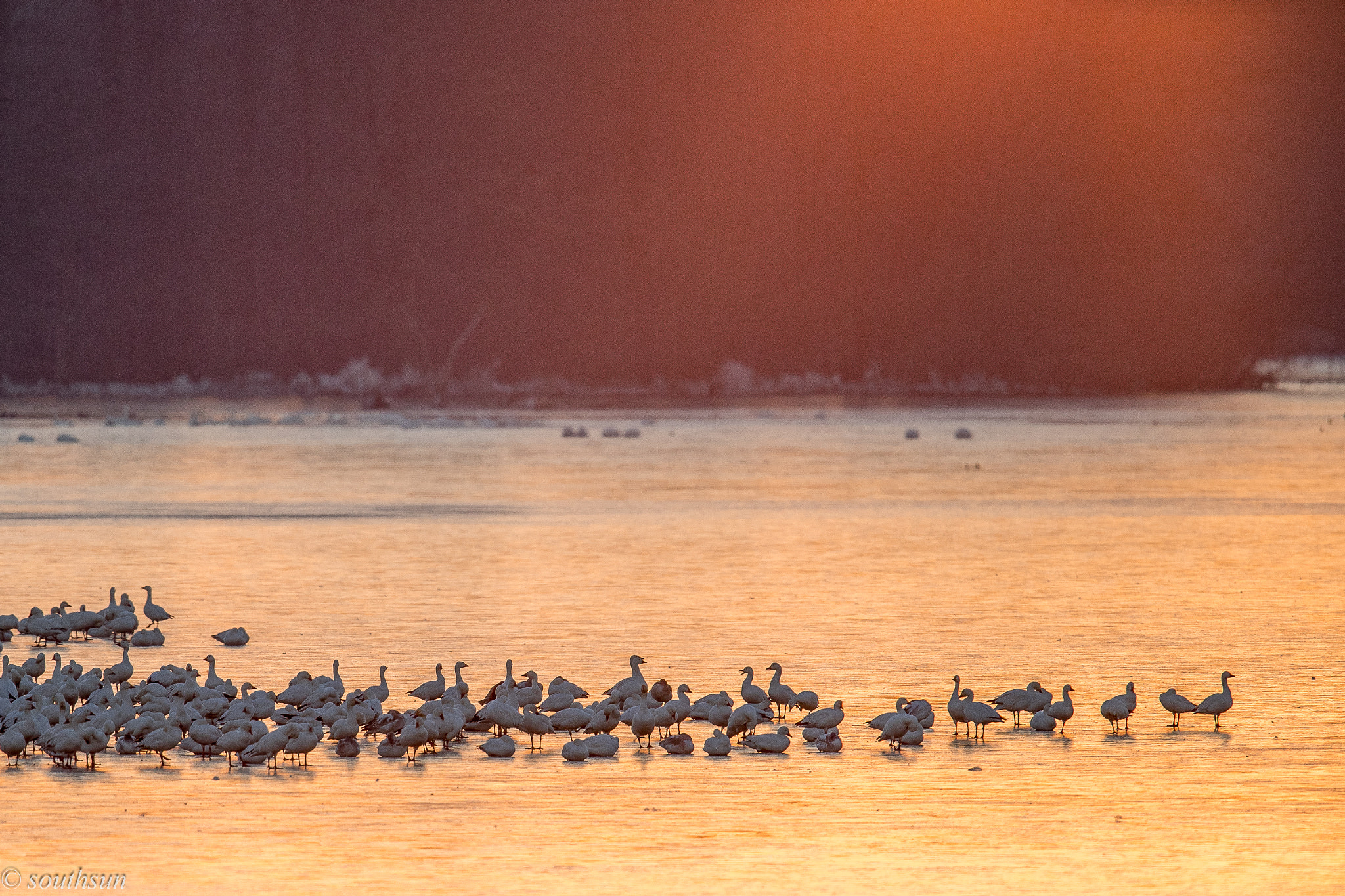 Canon EF 600mm F4L IS II USM sample photo. Snow geese at sunrise photography