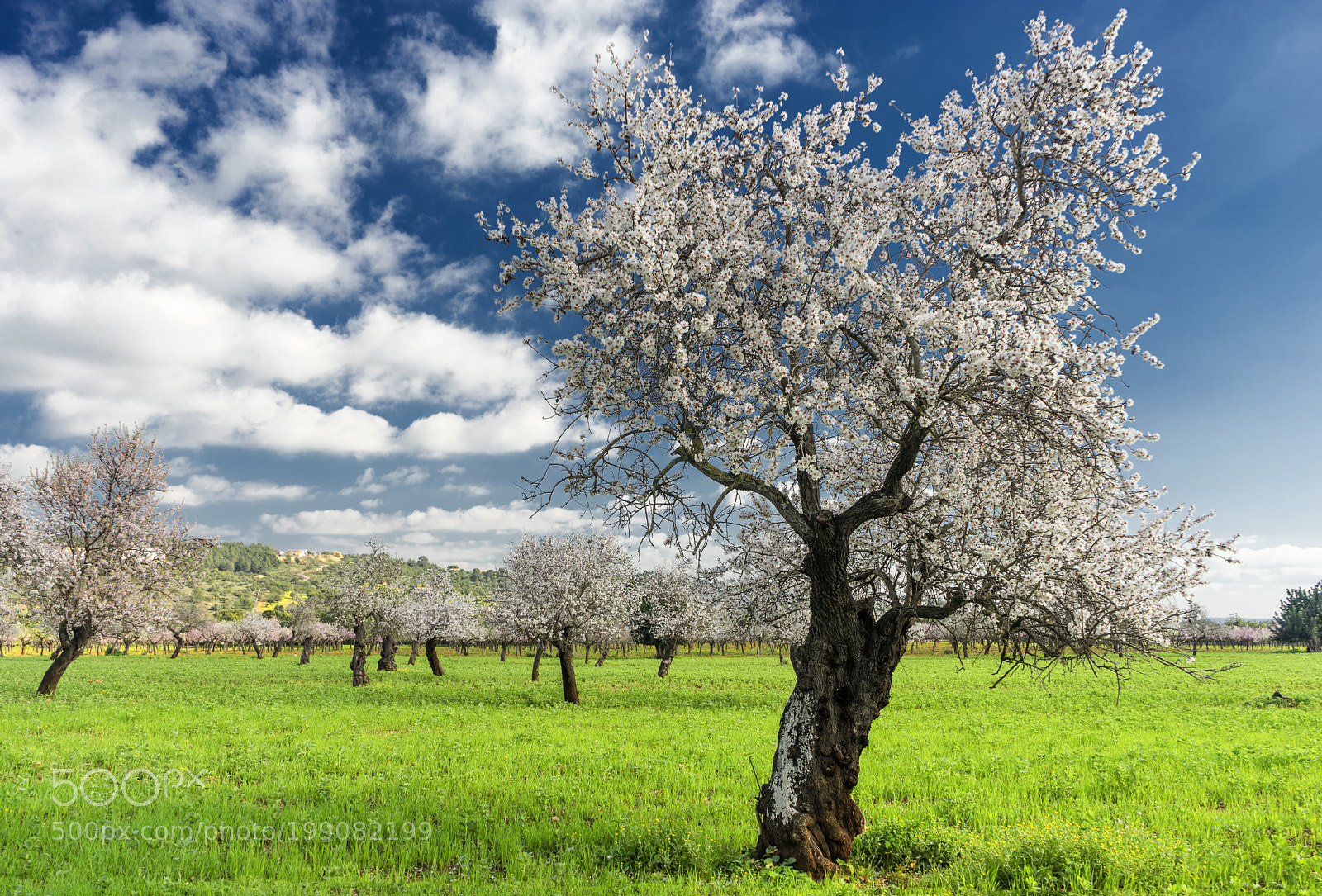 Sony a7 sample photo. Almond trees photography