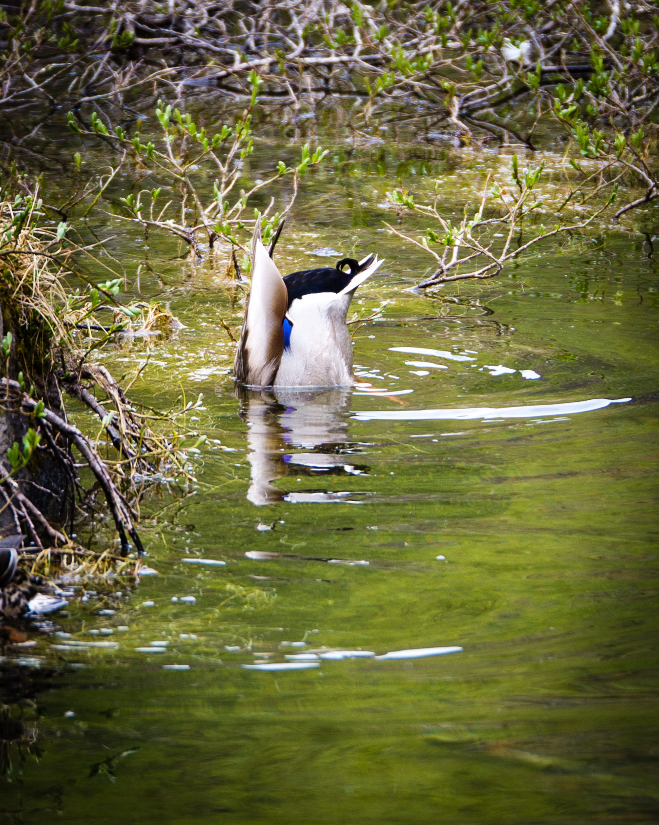Panasonic Lumix G X Vario 35-100mm F2.8 OIS sample photo. Iceland photography