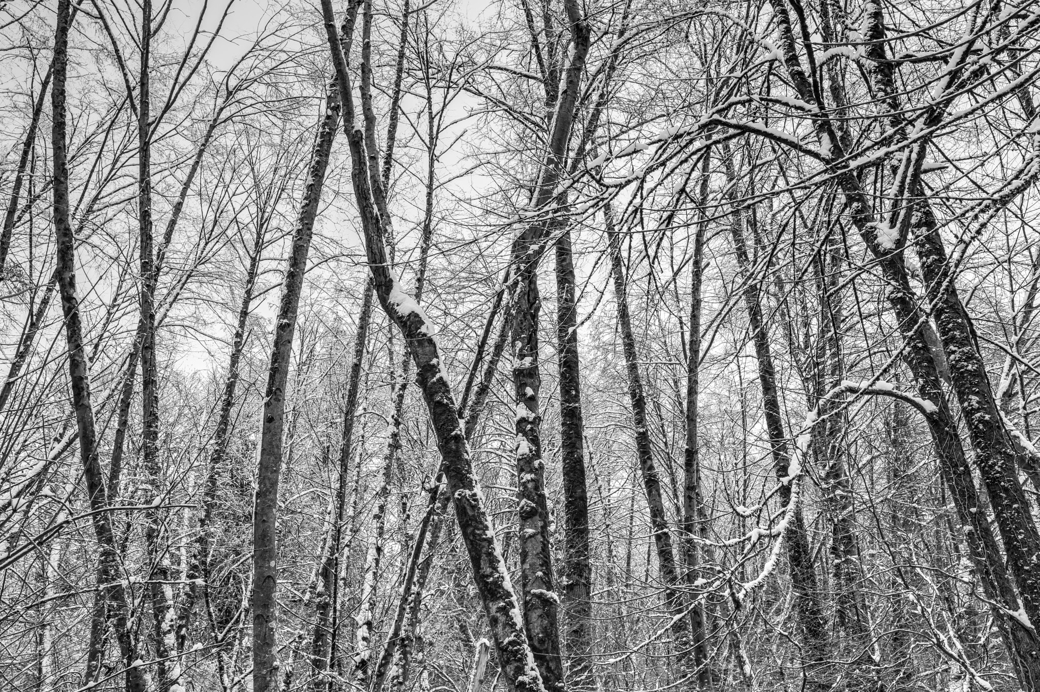 Nikon D810 + Nikon AF-S Nikkor 18-35mm F3.5-4.5G ED sample photo. Wandering winter woods photography
