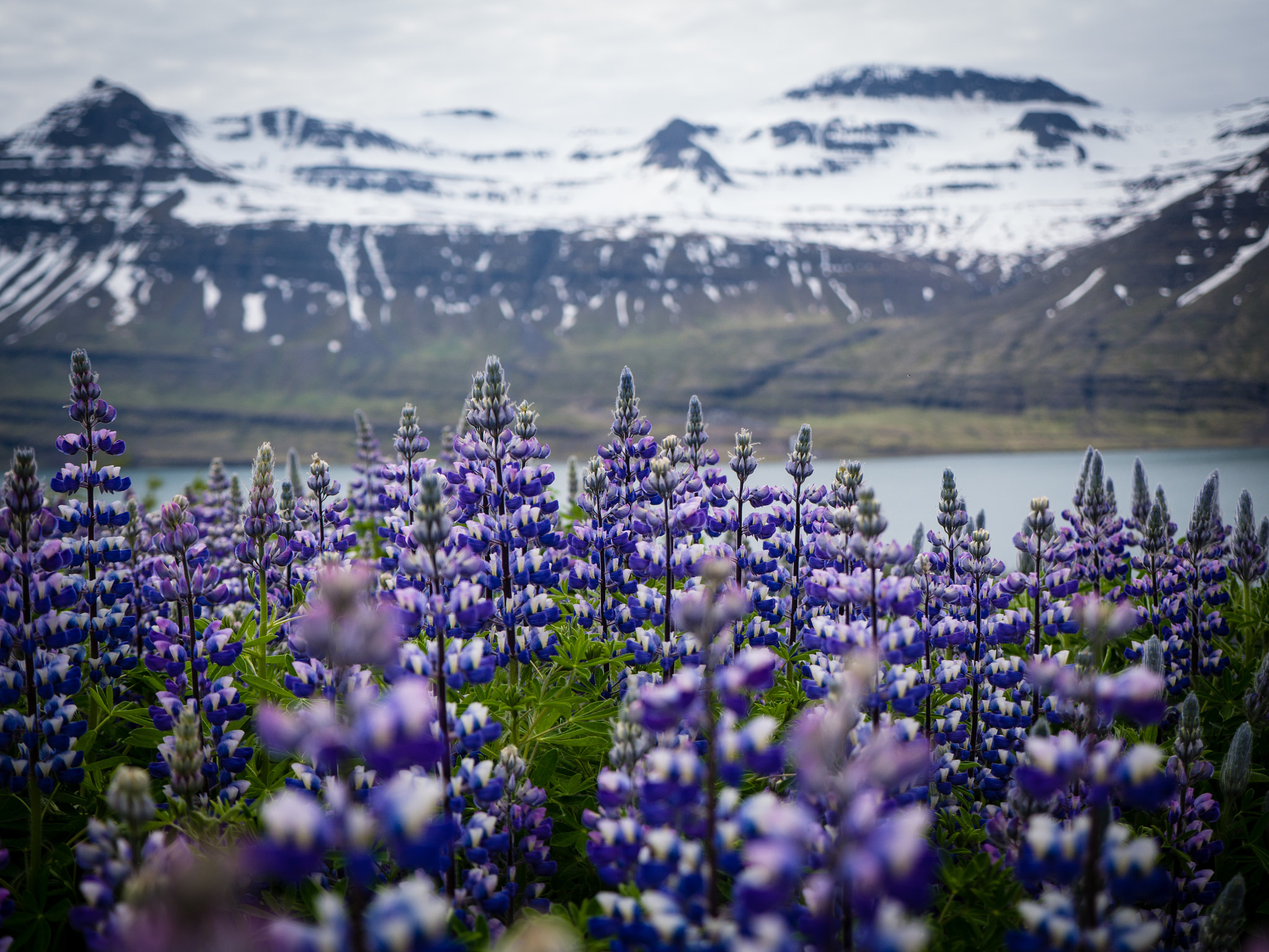 Panasonic Lumix G X Vario 12-35mm F2.8 ASPH Power OIS sample photo. Iceland photography