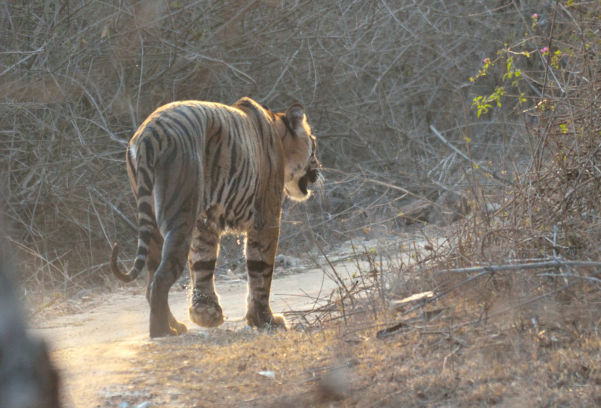 Nikon D7000 + Sigma 150-500mm F5-6.3 DG OS HSM sample photo. Tiger photography