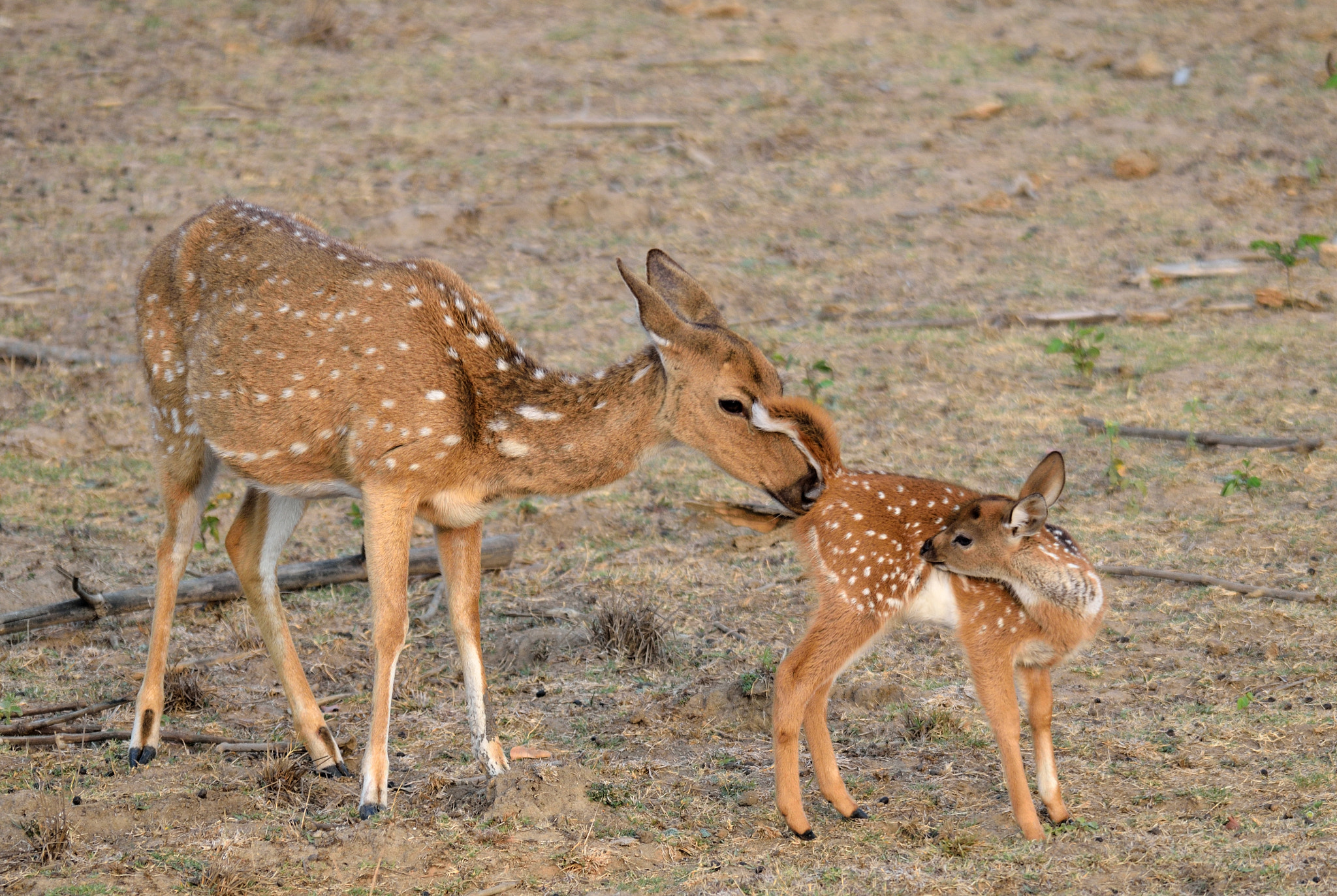 Nikon D7000 + Sigma 150-500mm F5-6.3 DG OS HSM sample photo. Spotted deer photography