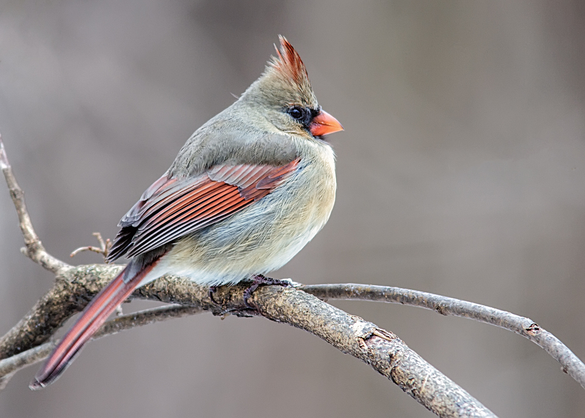 Canon EOS 60D + Sigma 150-500mm F5-6.3 DG OS HSM sample photo. Cardinal (female) photography