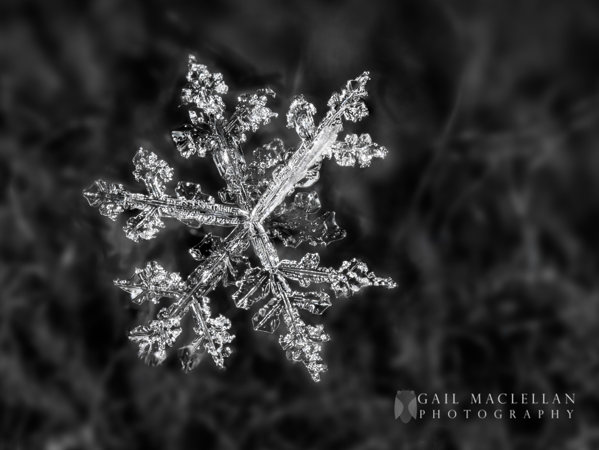 Canon EOS 7D Mark II + Canon MP-E 65mm F2.5 1-5x Macro Photo sample photo. Snowflake photography