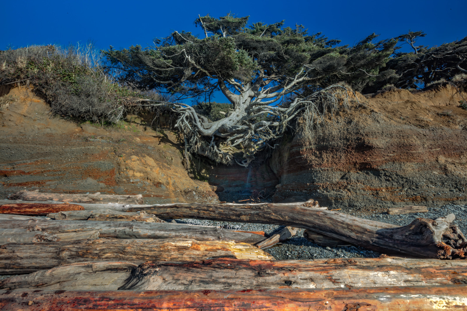 Canon EF 16-35mm F2.8L II USM sample photo. Tree of life part 1 photography