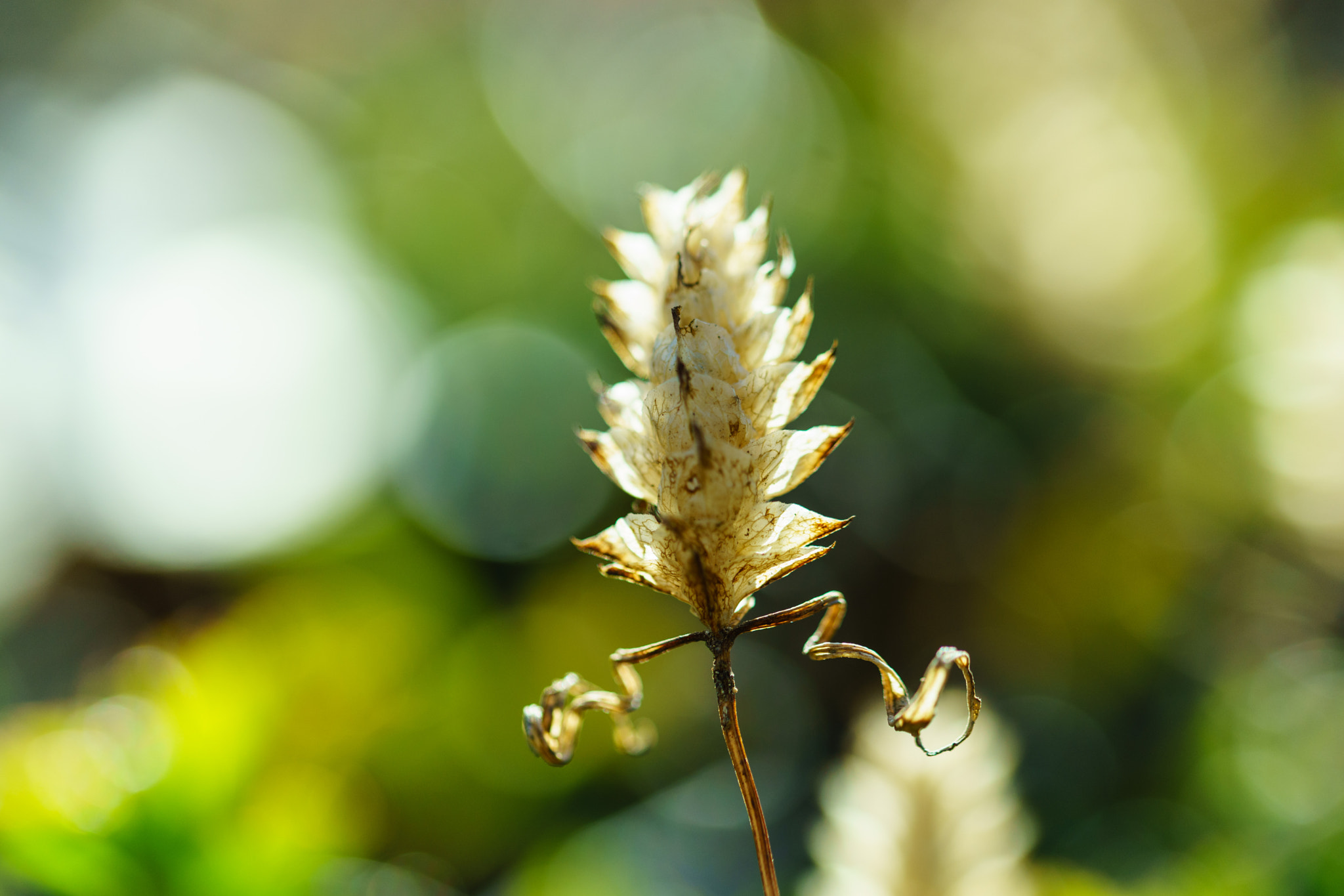 Canon EF 100mm F2.8L Macro IS USM sample photo. Flower photography