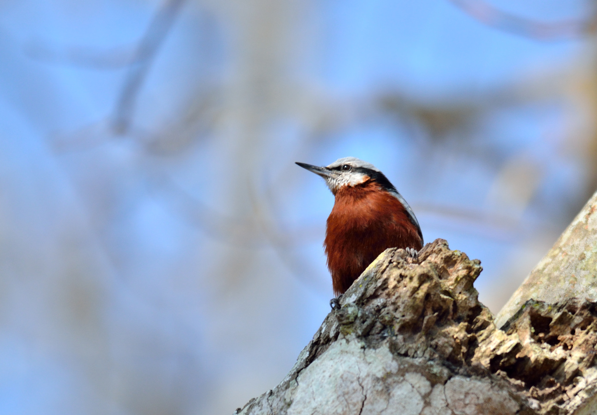 Sigma 150-500mm F5-6.3 DG OS HSM sample photo. Chestnut-bellied nuthatch

 photography