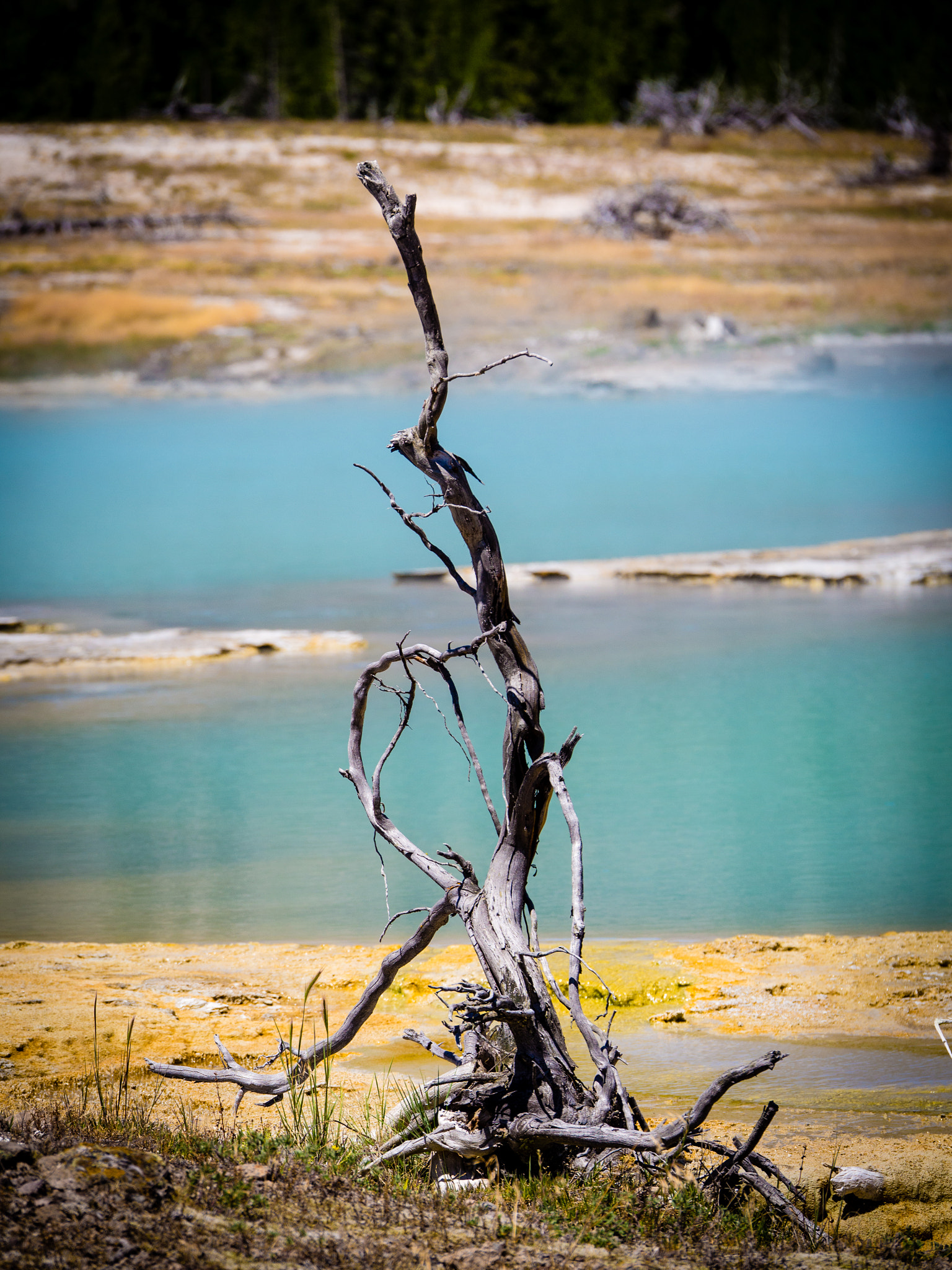 Panasonic Lumix G X Vario 35-100mm F2.8 OIS sample photo. Tetons & yellowstone photography