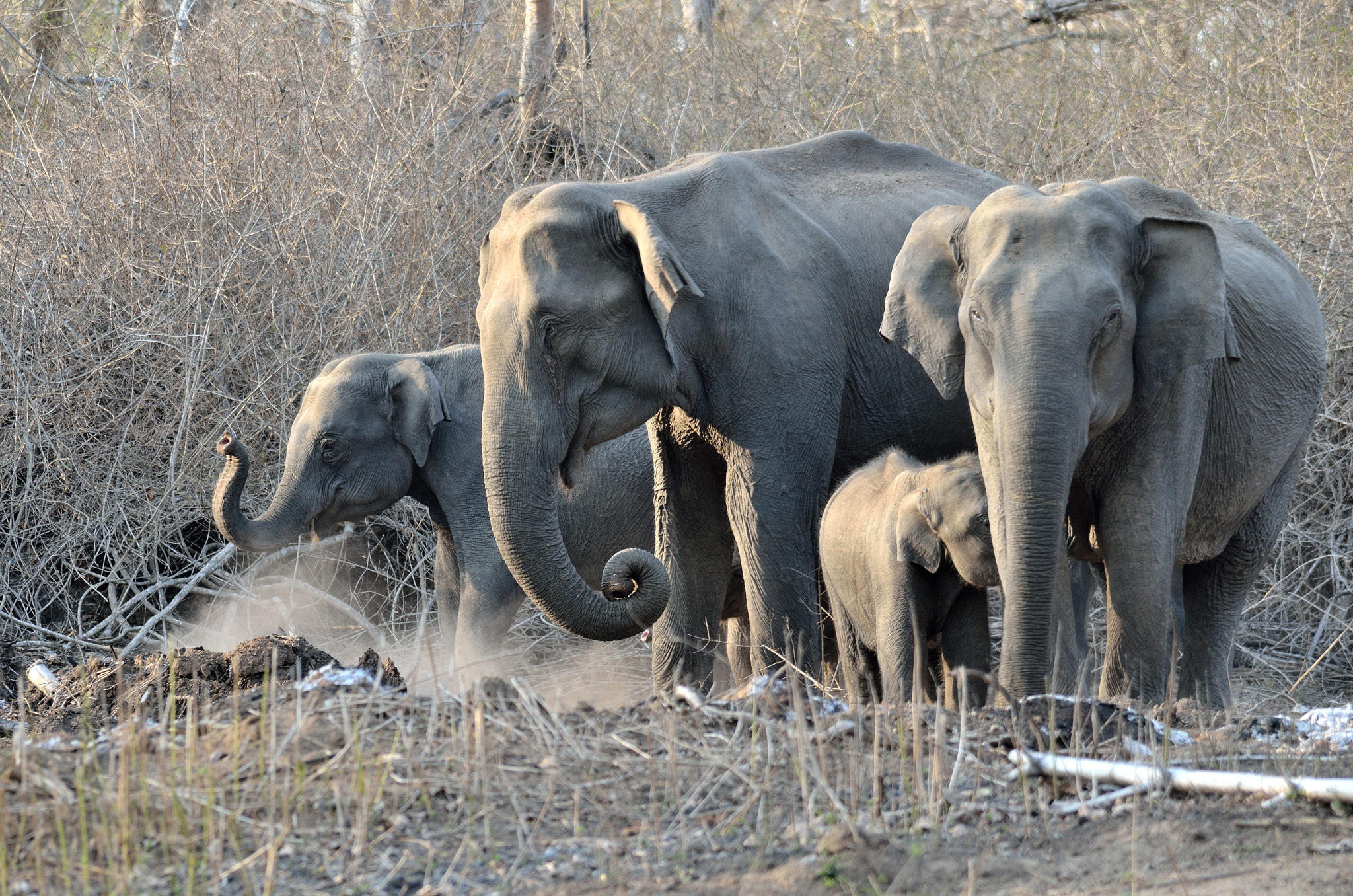 Nikon D7000 + Sigma 150-500mm F5-6.3 DG OS HSM sample photo. Elephants photography