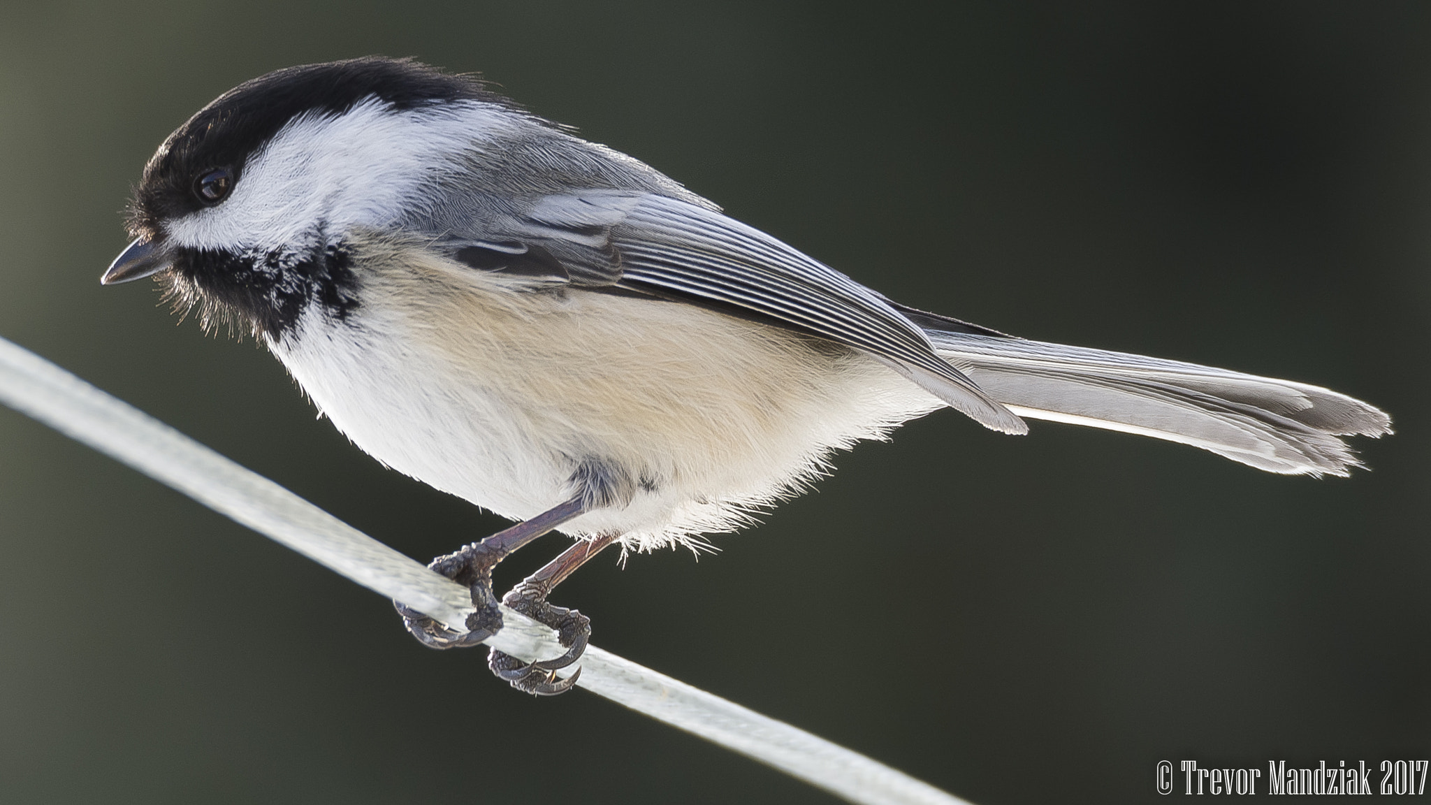 Olympus OM-D E-M10 II sample photo. Bird on a wire photography